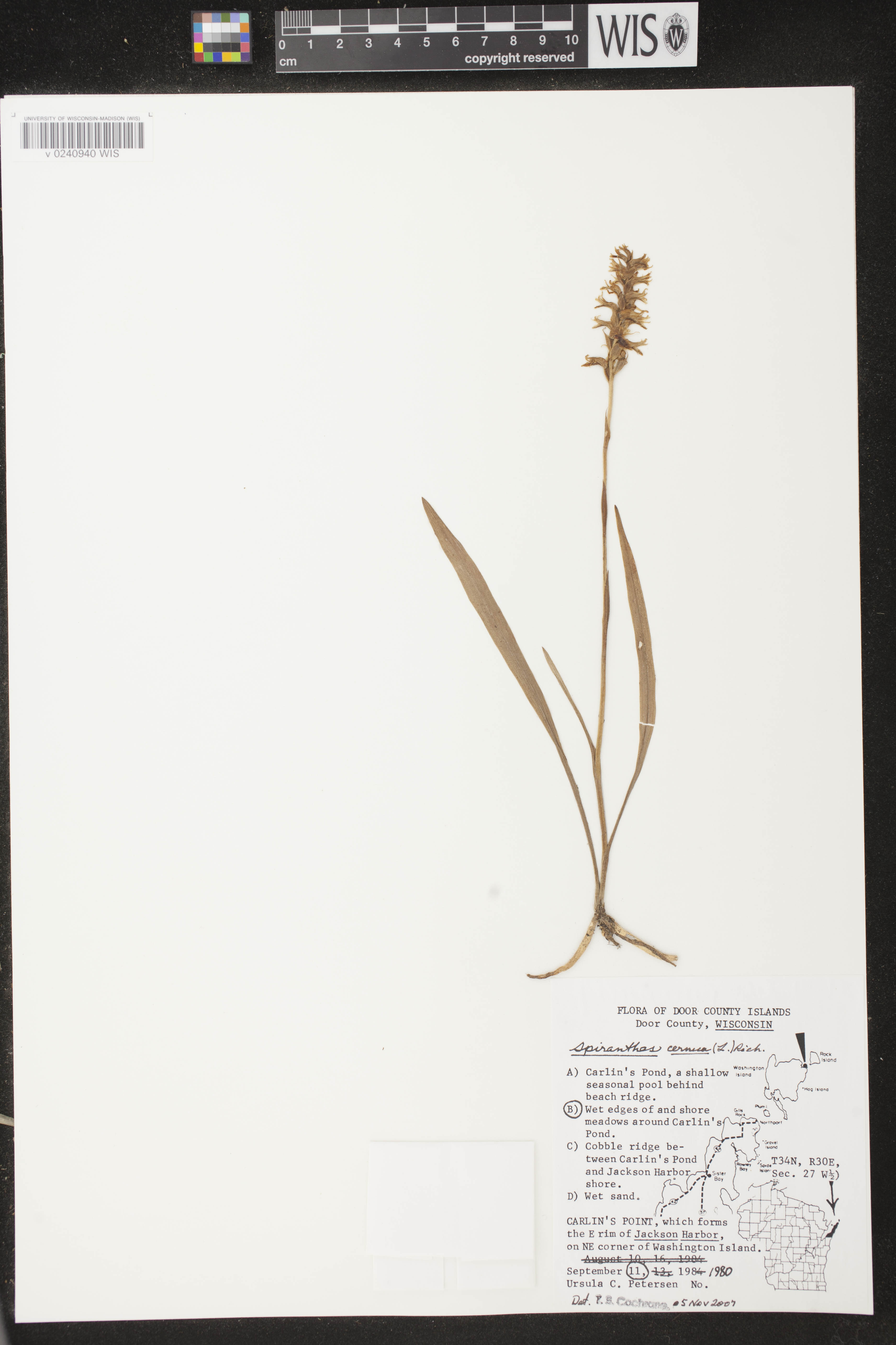 Spiranthes cernua image