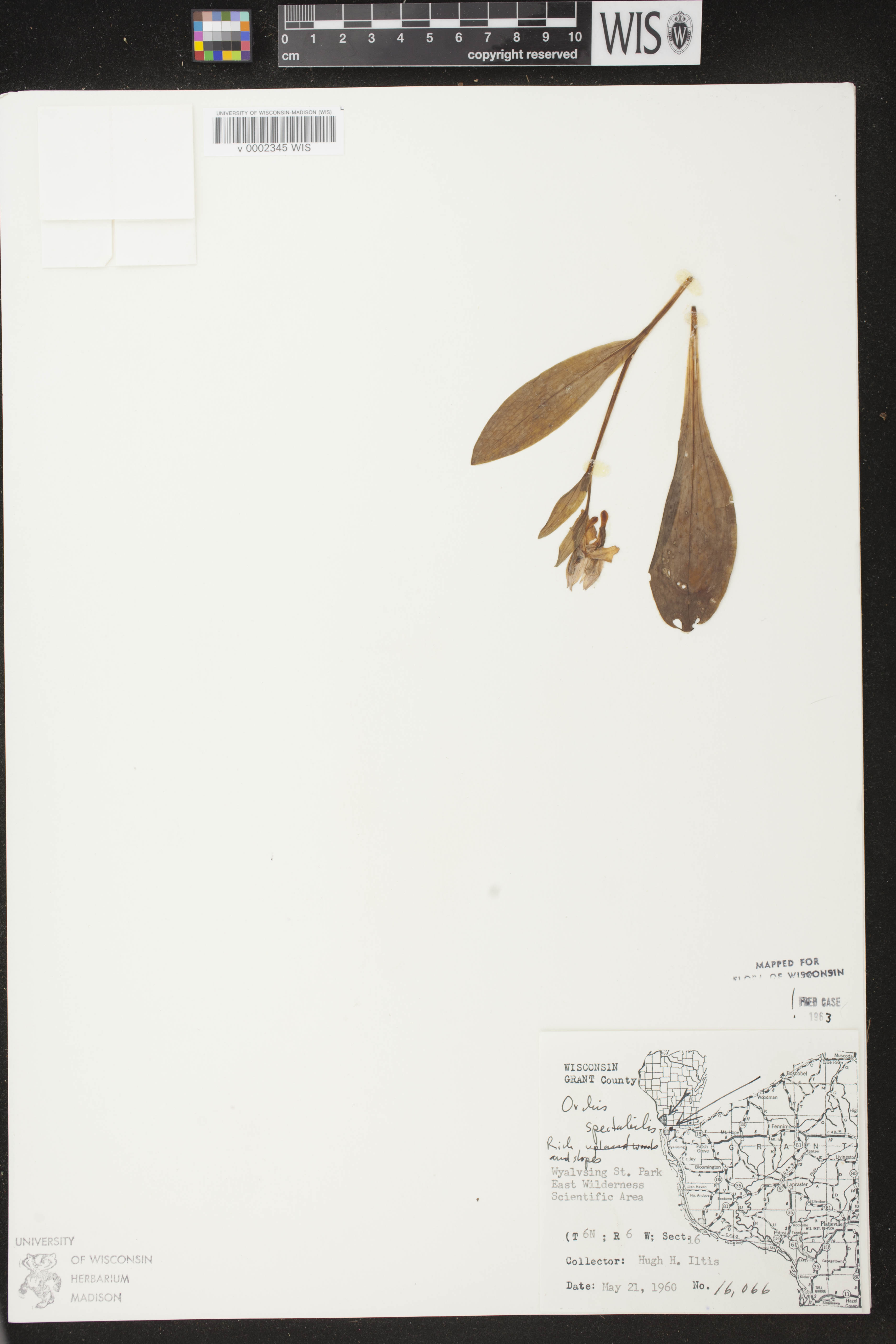 Galearis spectabilis image