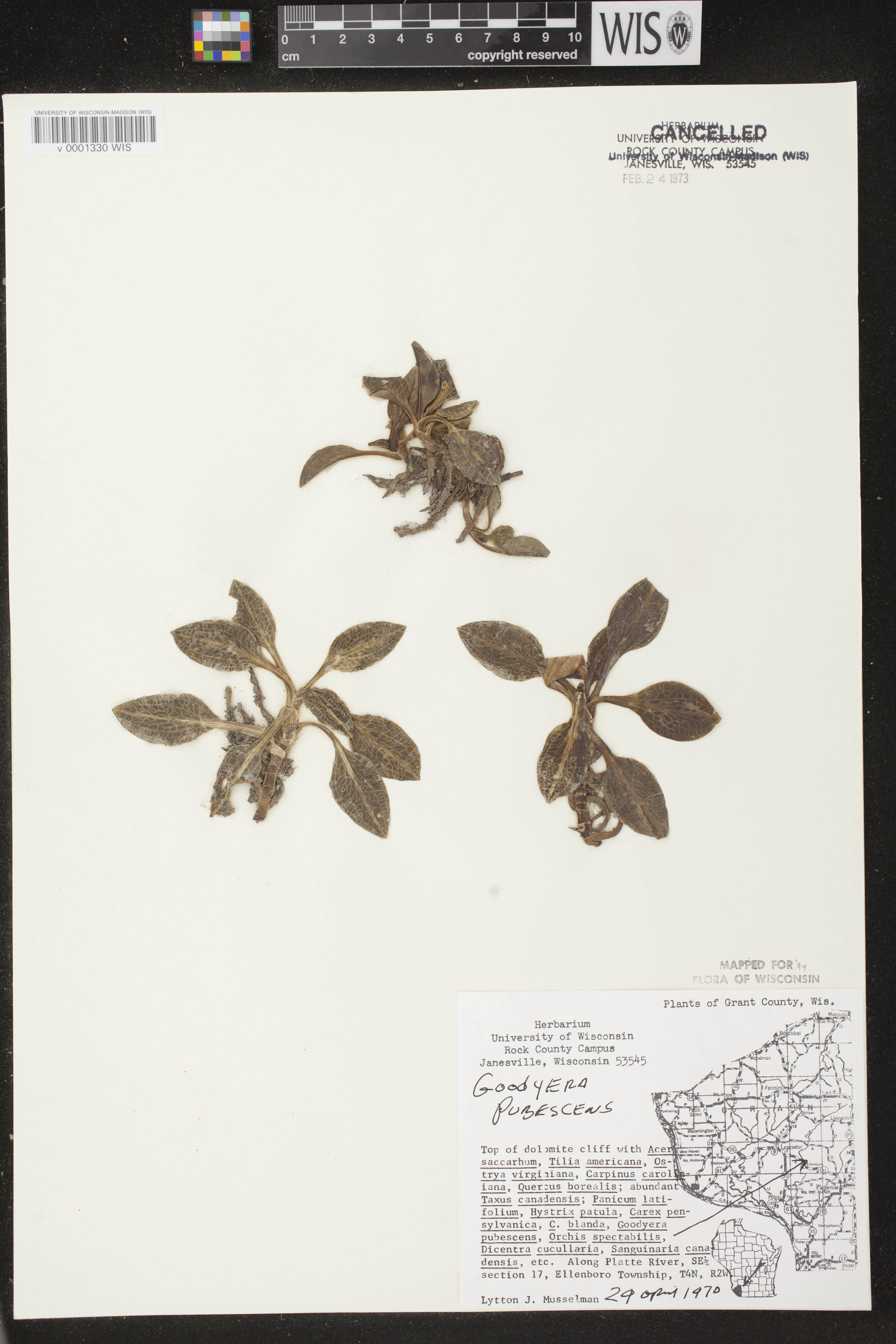 Goodyera pubescens image