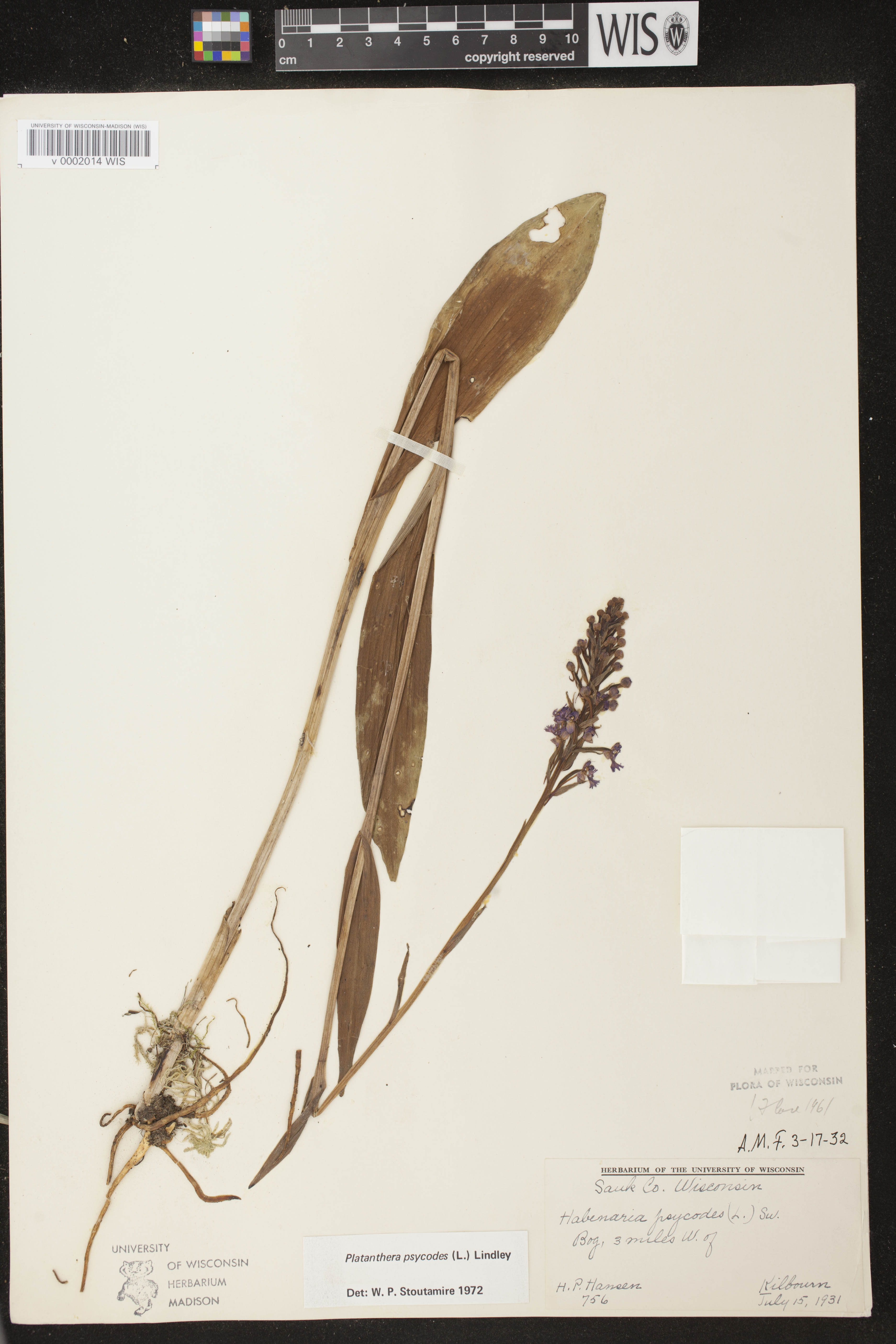 Platanthera psycodes image