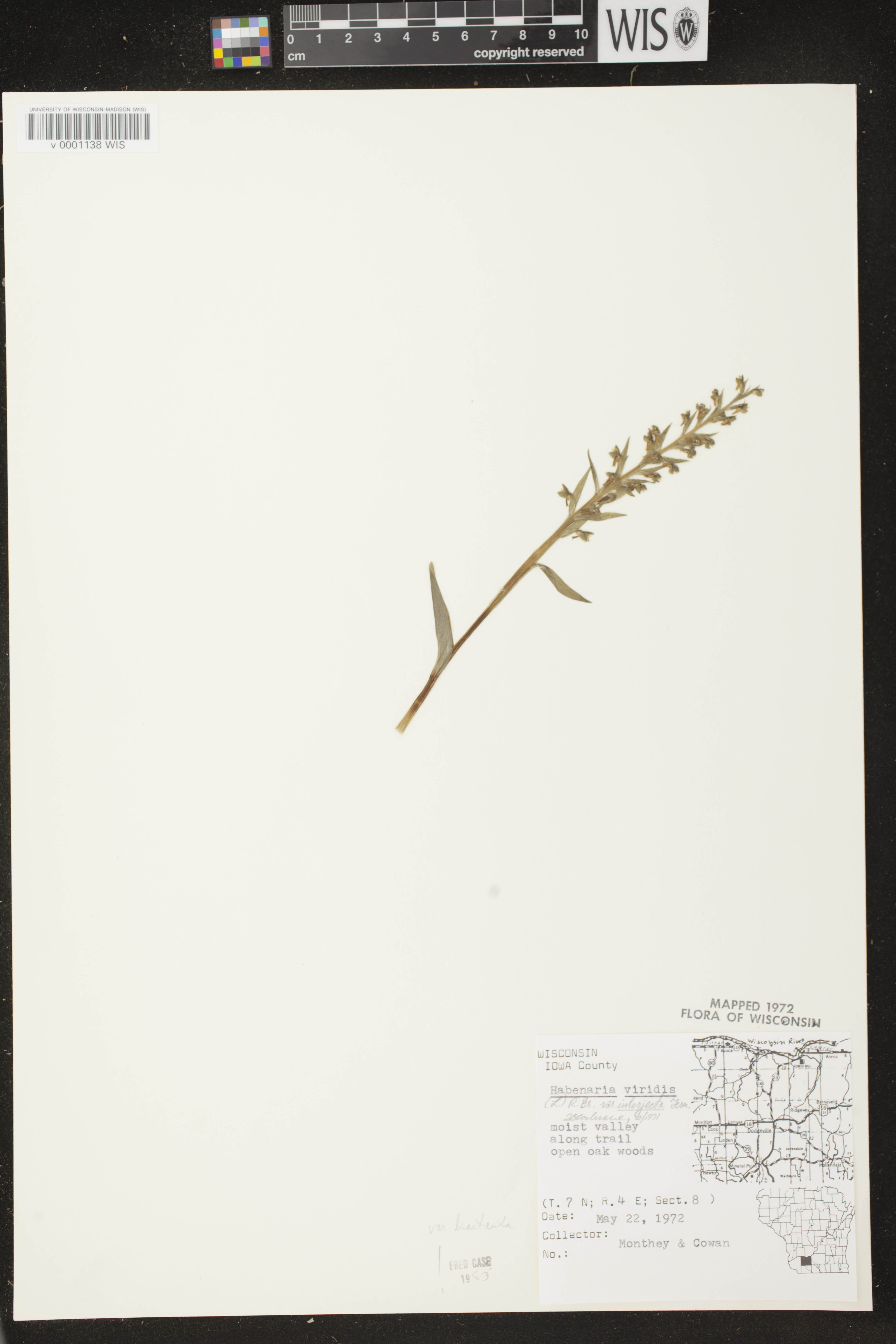 Coeloglossum viride var. virescens image