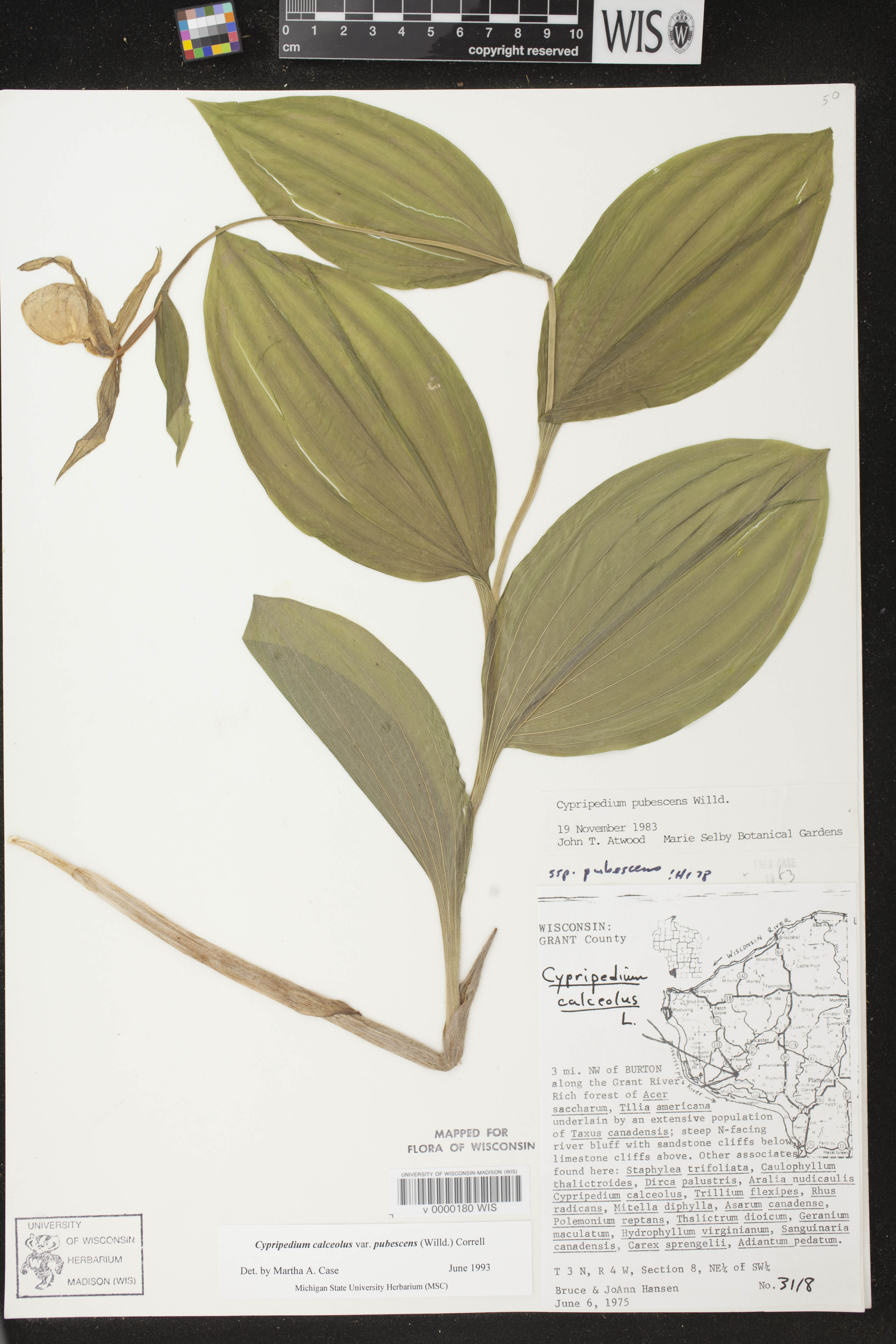 Cypripedium parviflorum image