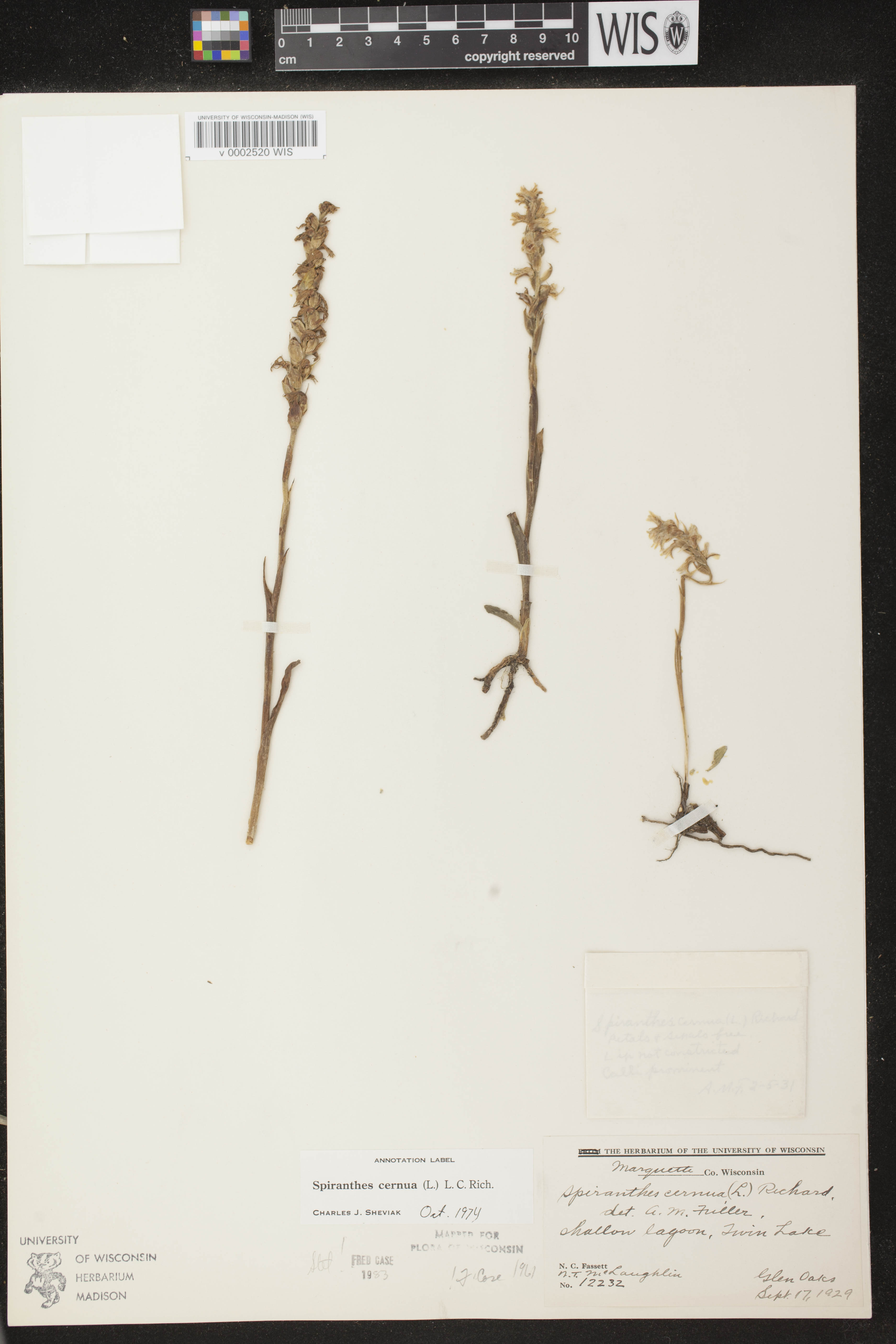 Spiranthes cernua image