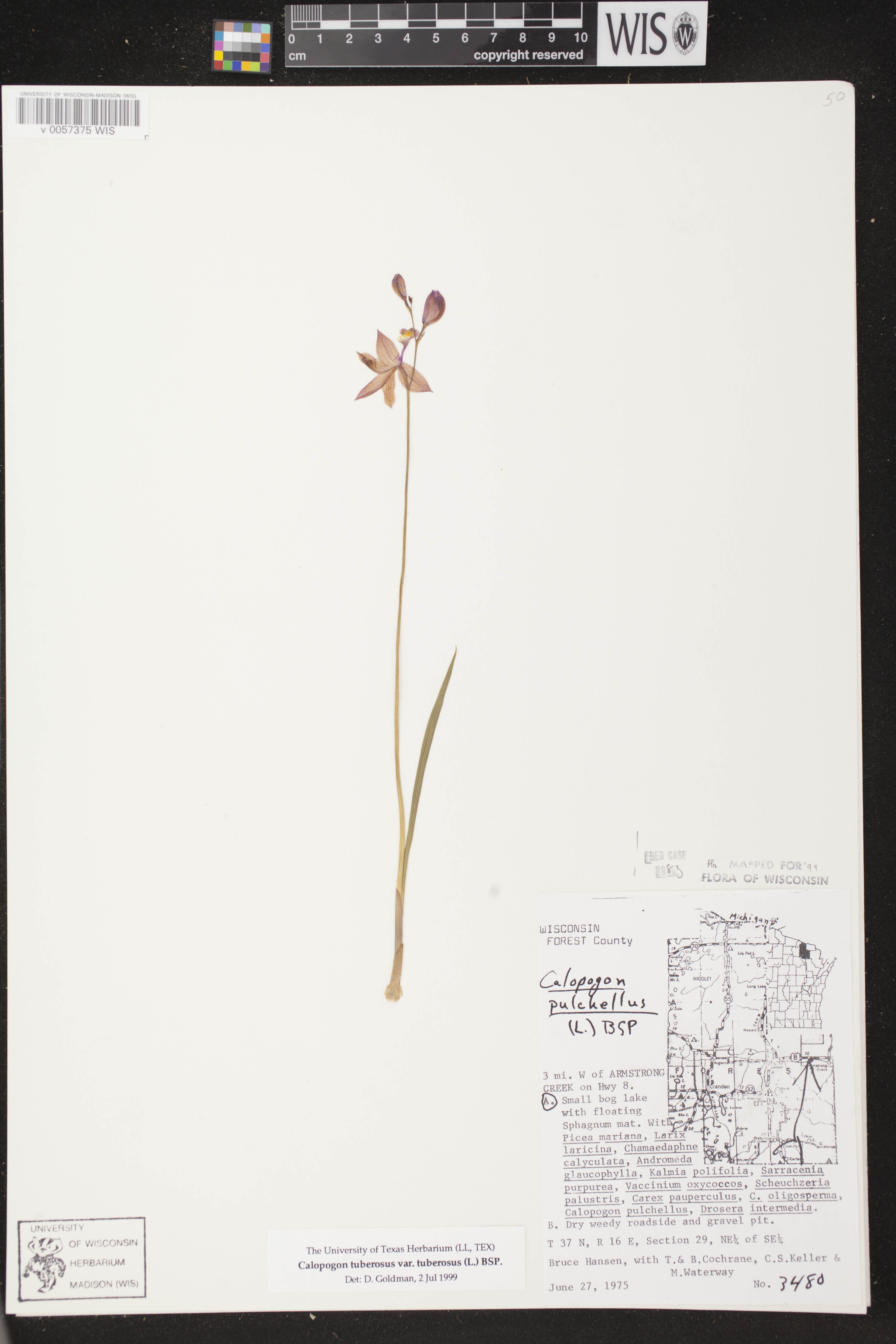 Calopogon tuberosus var. tuberosus image
