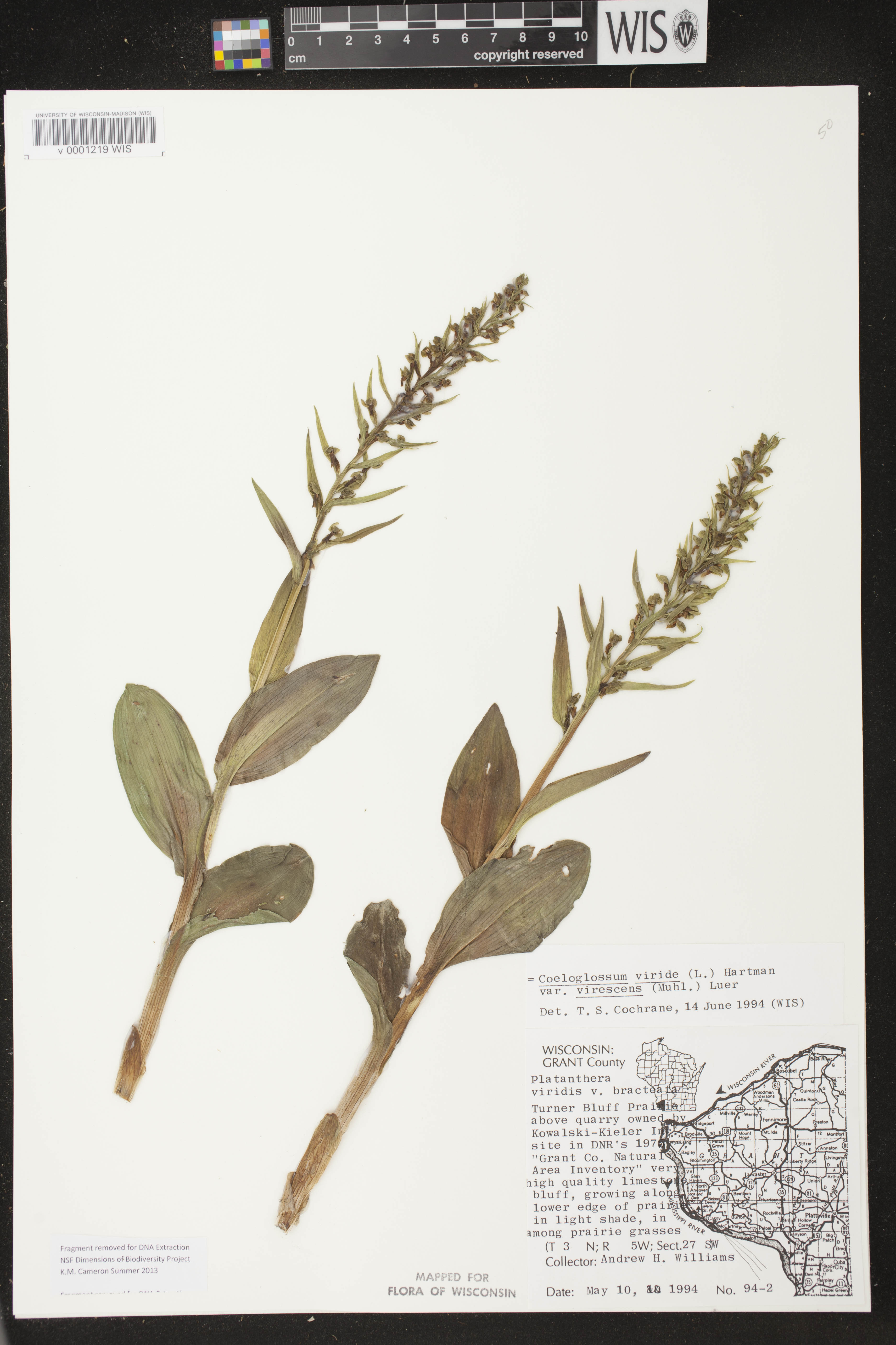 Coeloglossum viride var. virescens image