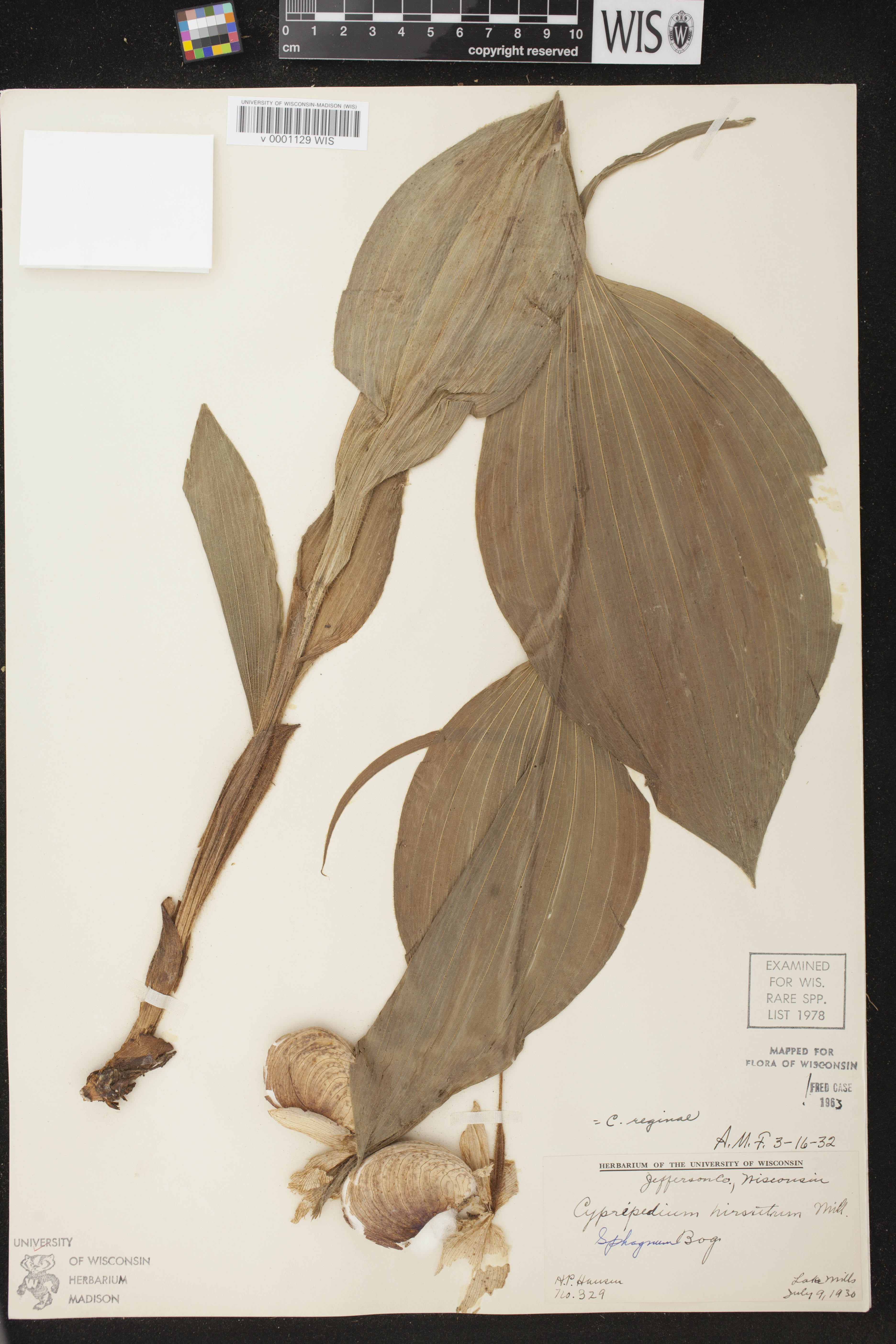Cypripedium reginae image