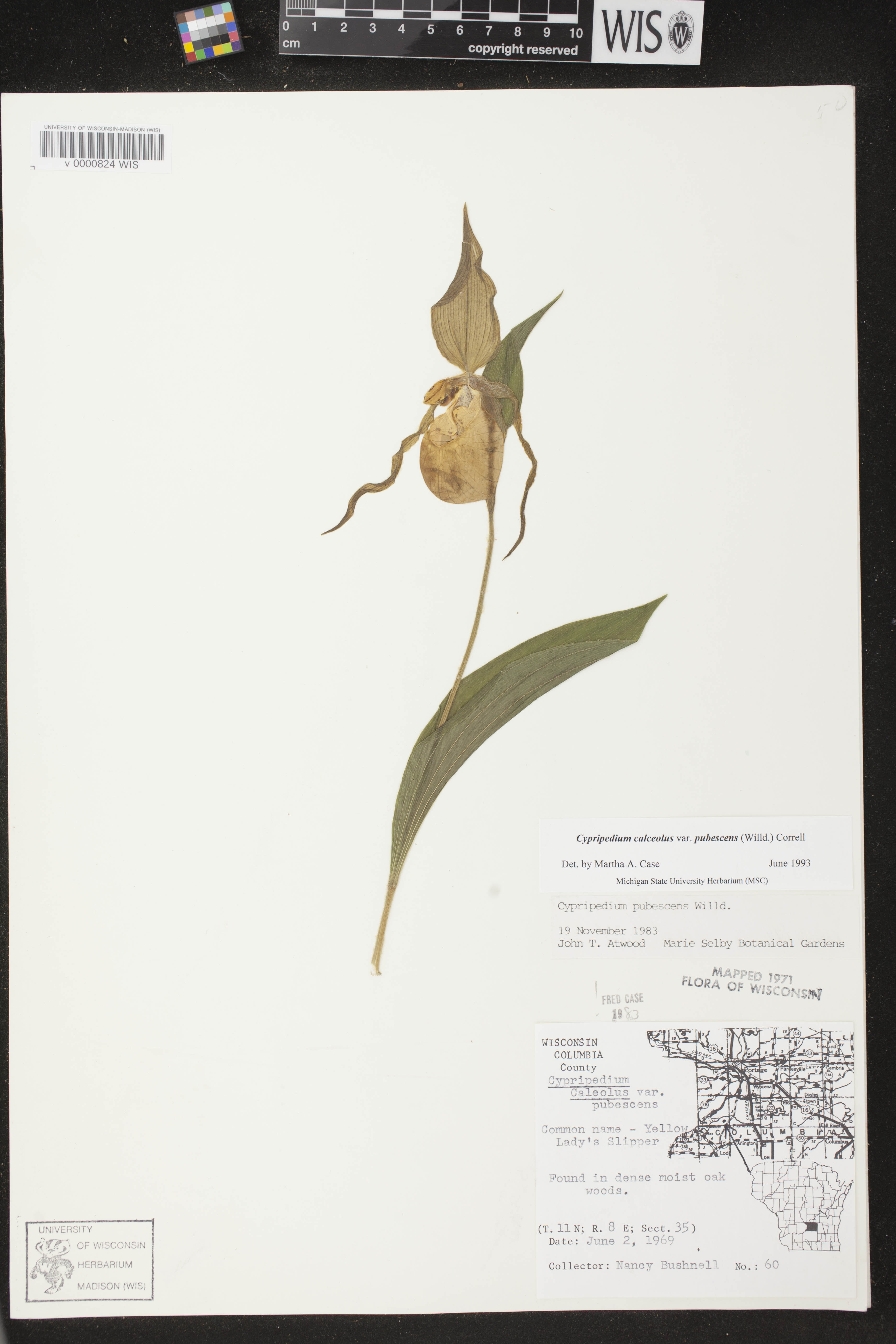 Cypripedium parviflorum image