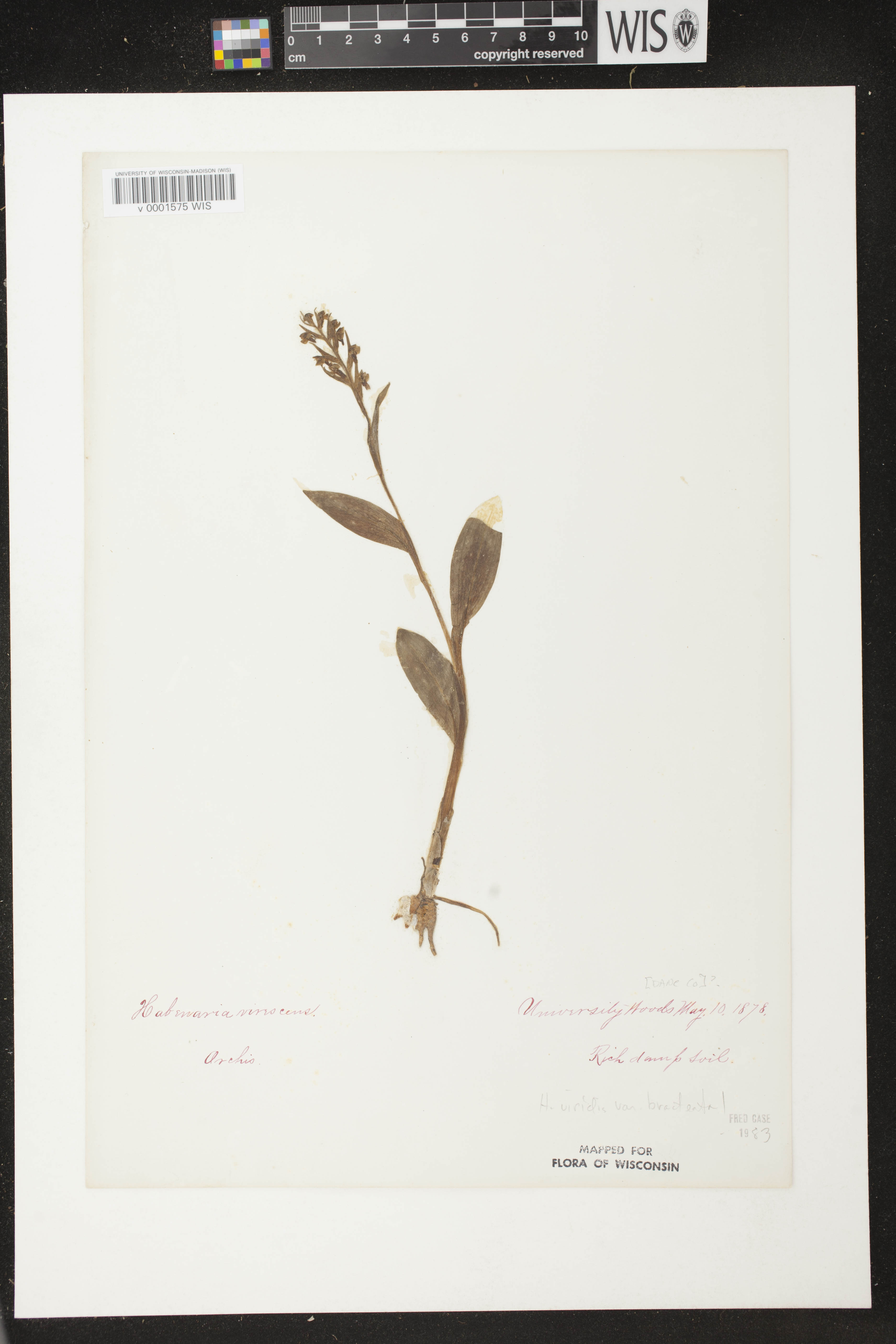 Coeloglossum viride var. virescens image