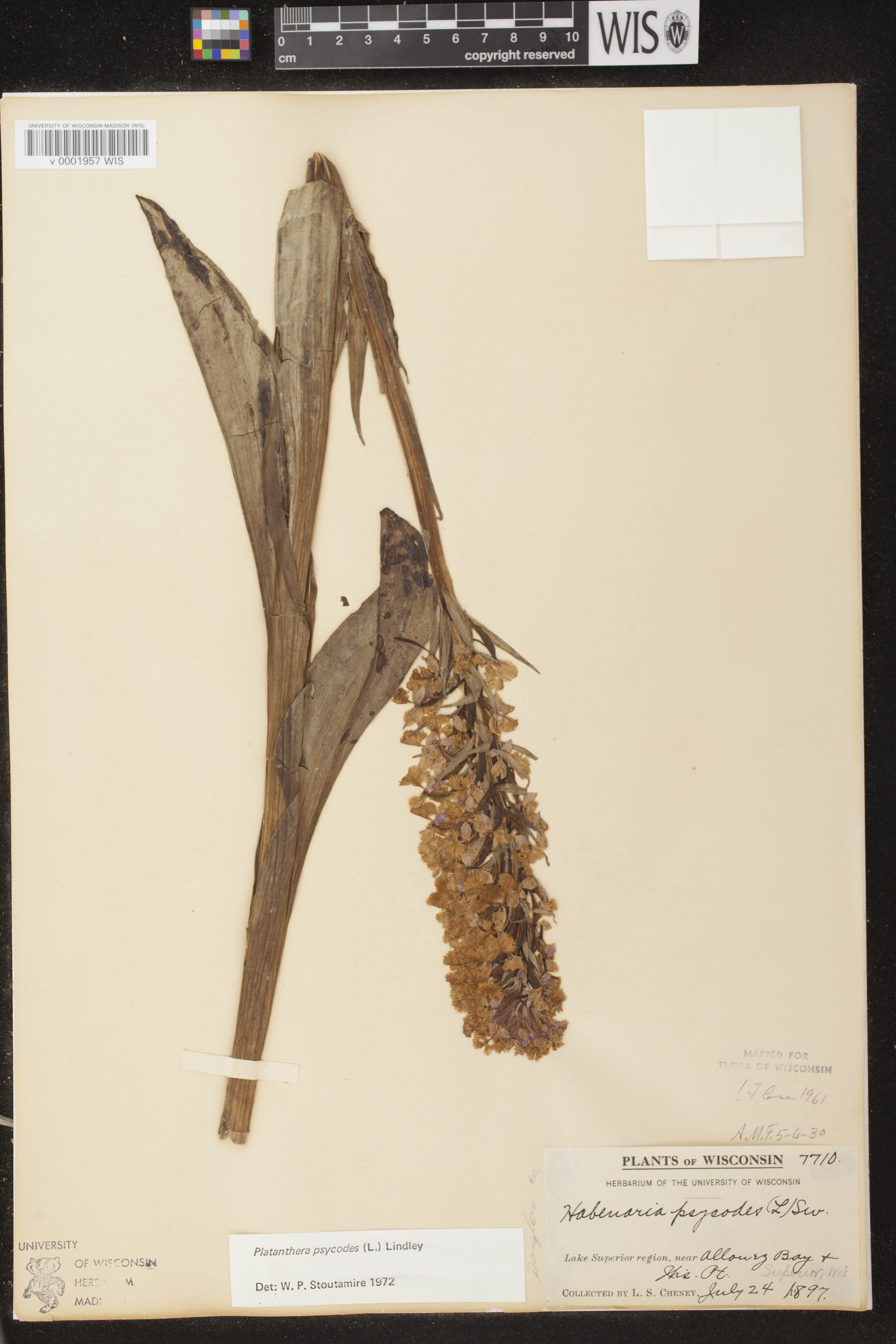 Platanthera psycodes image
