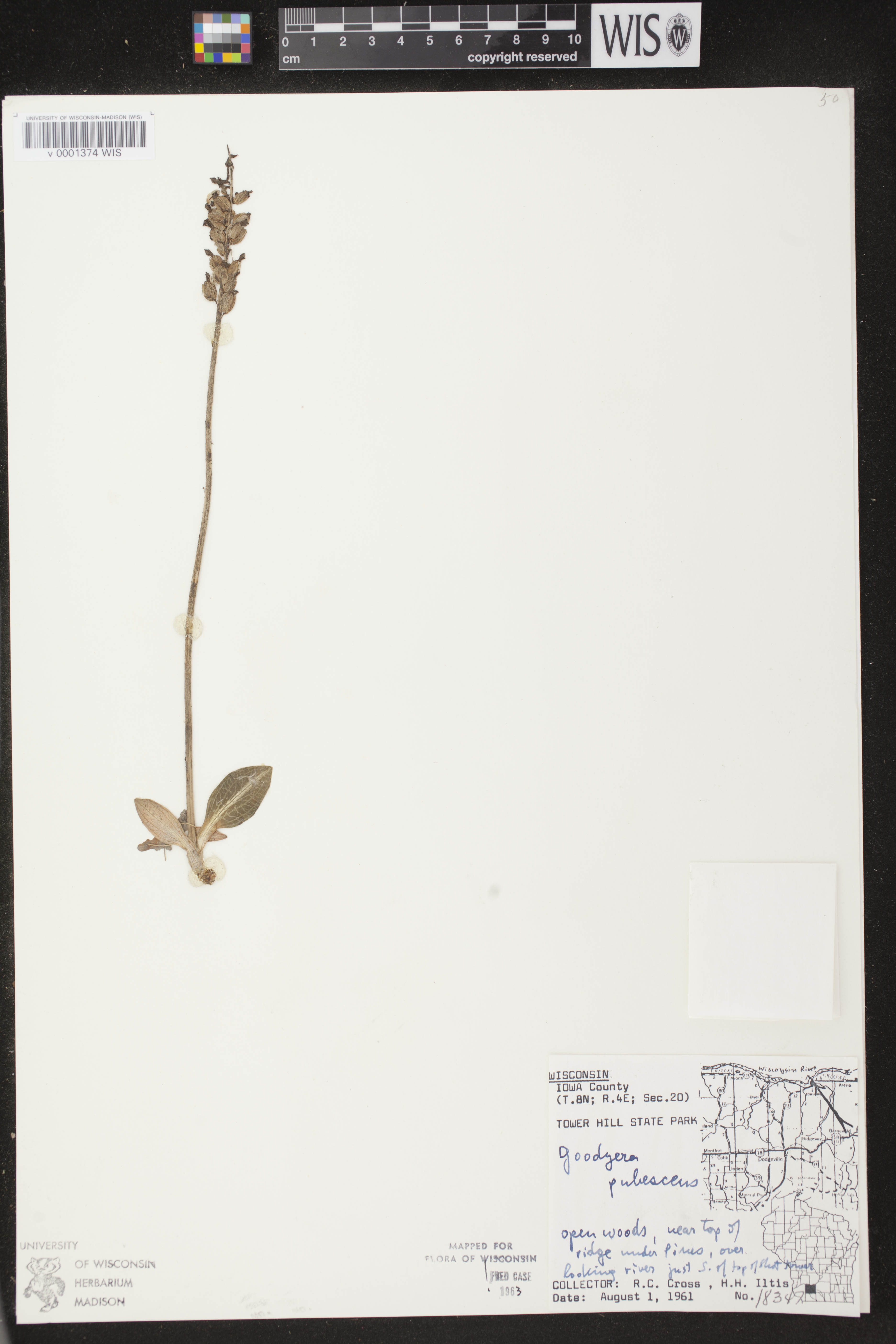 Goodyera pubescens image