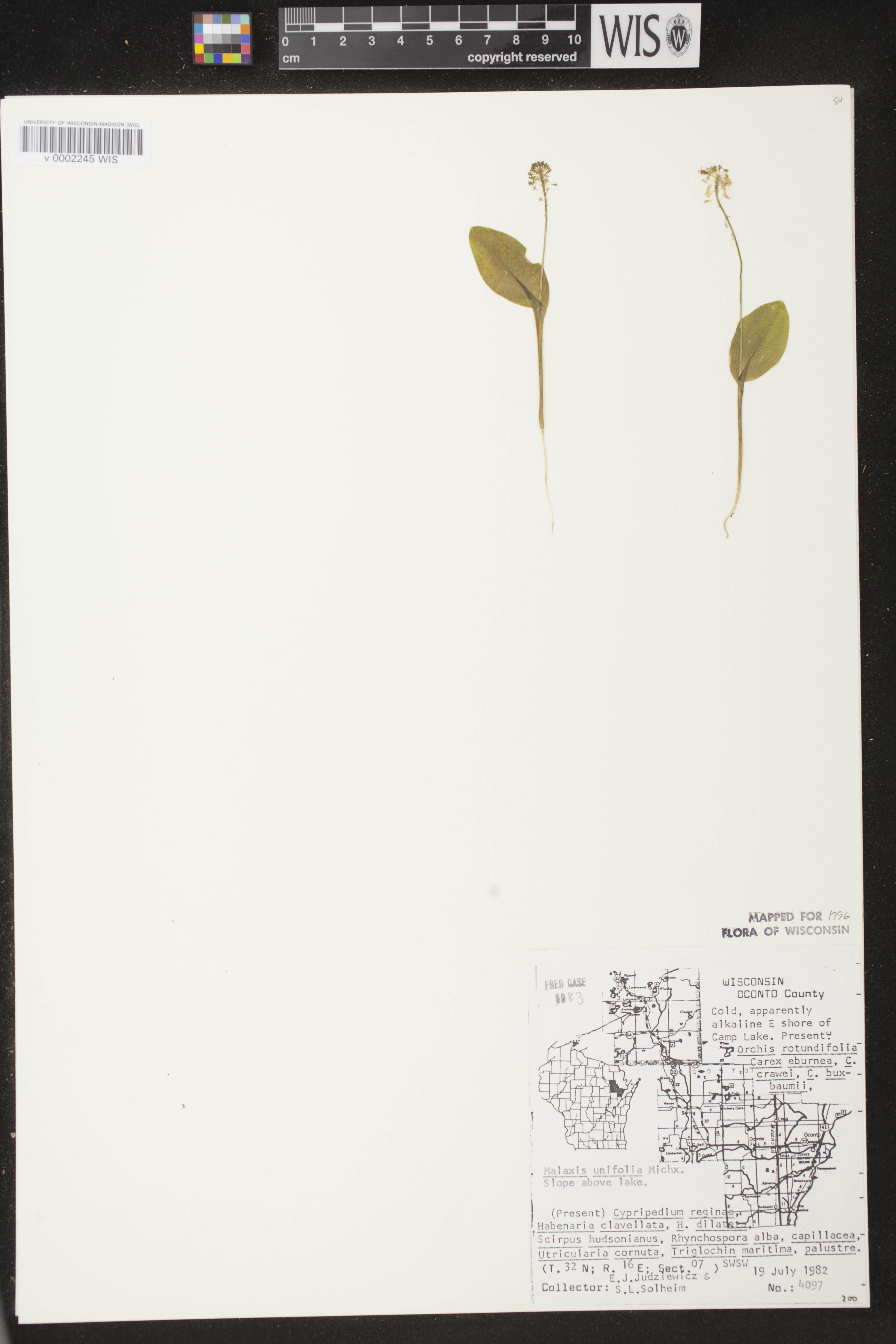 Malaxis unifolia image