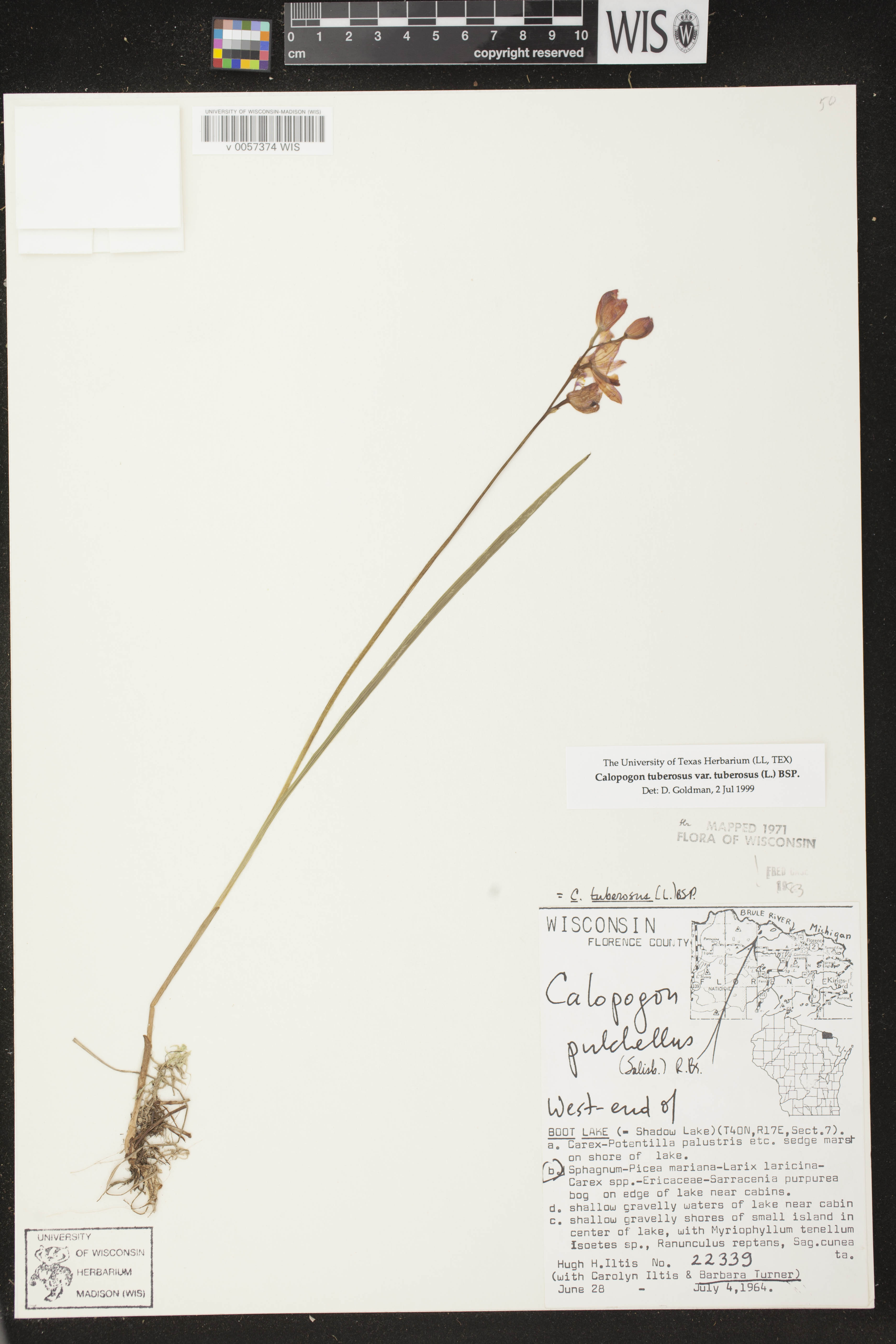 Calopogon tuberosus image