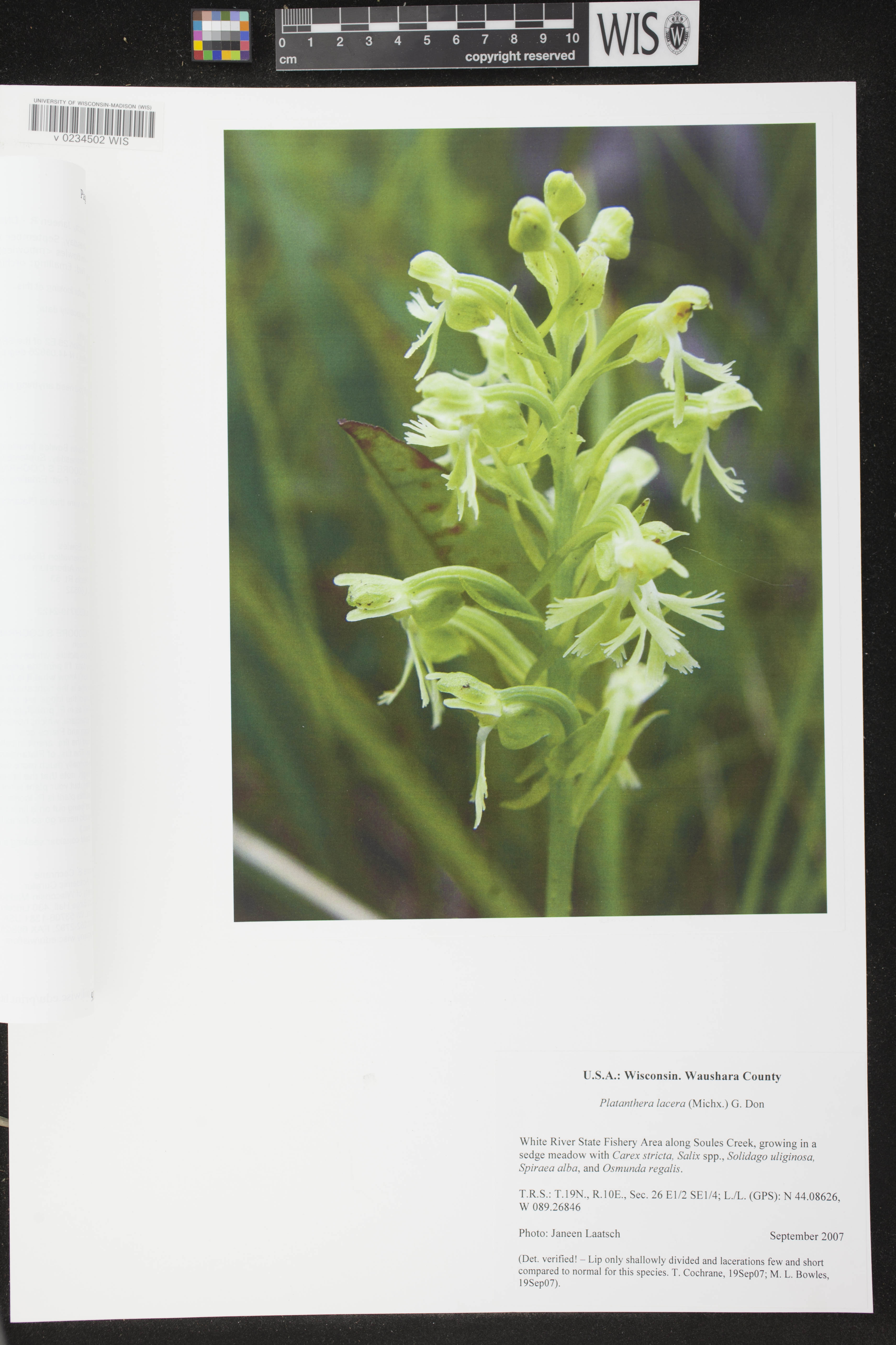 Platanthera lacera image
