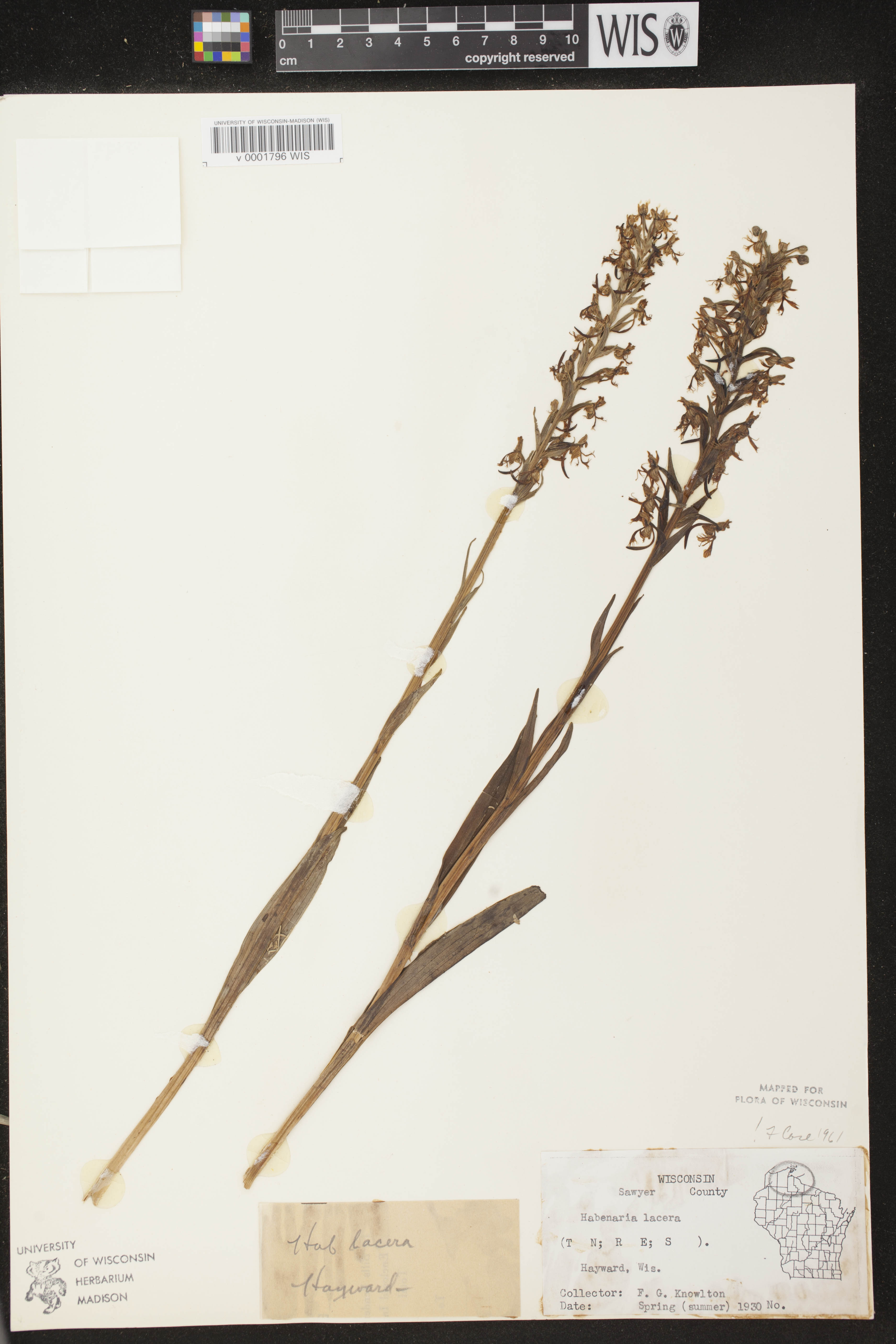 Platanthera lacera image