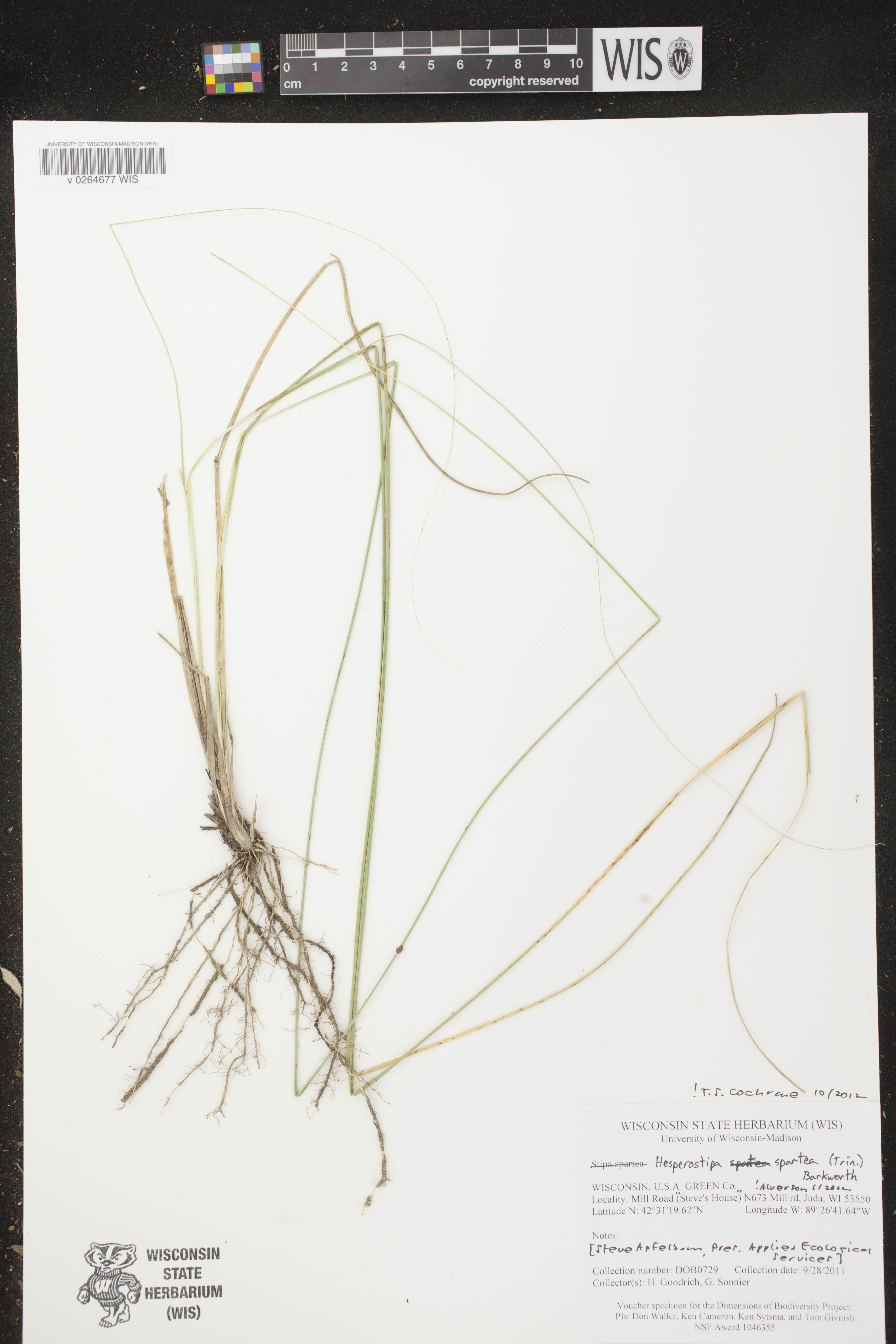 Hesperostipa spartea image