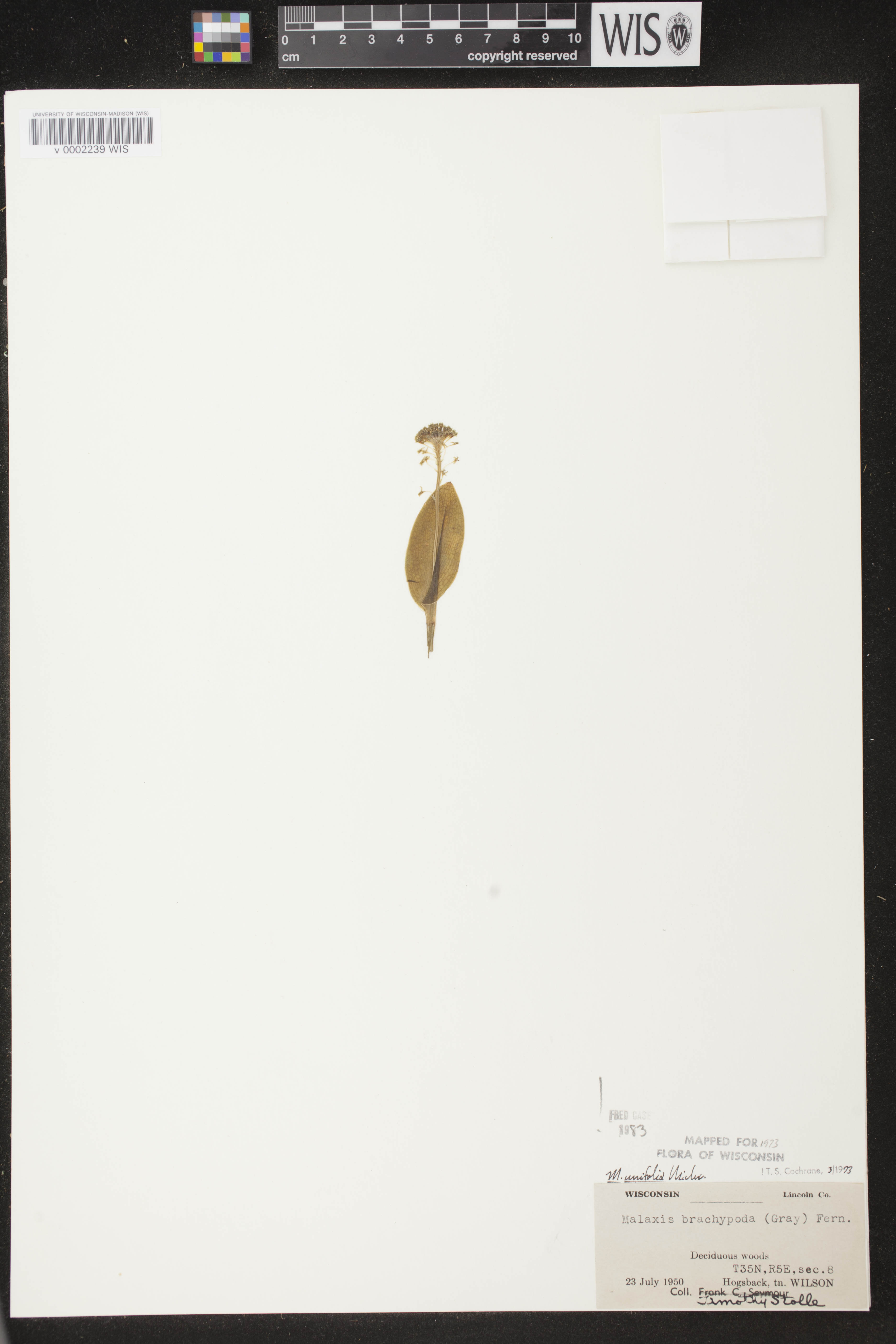 Malaxis unifolia image