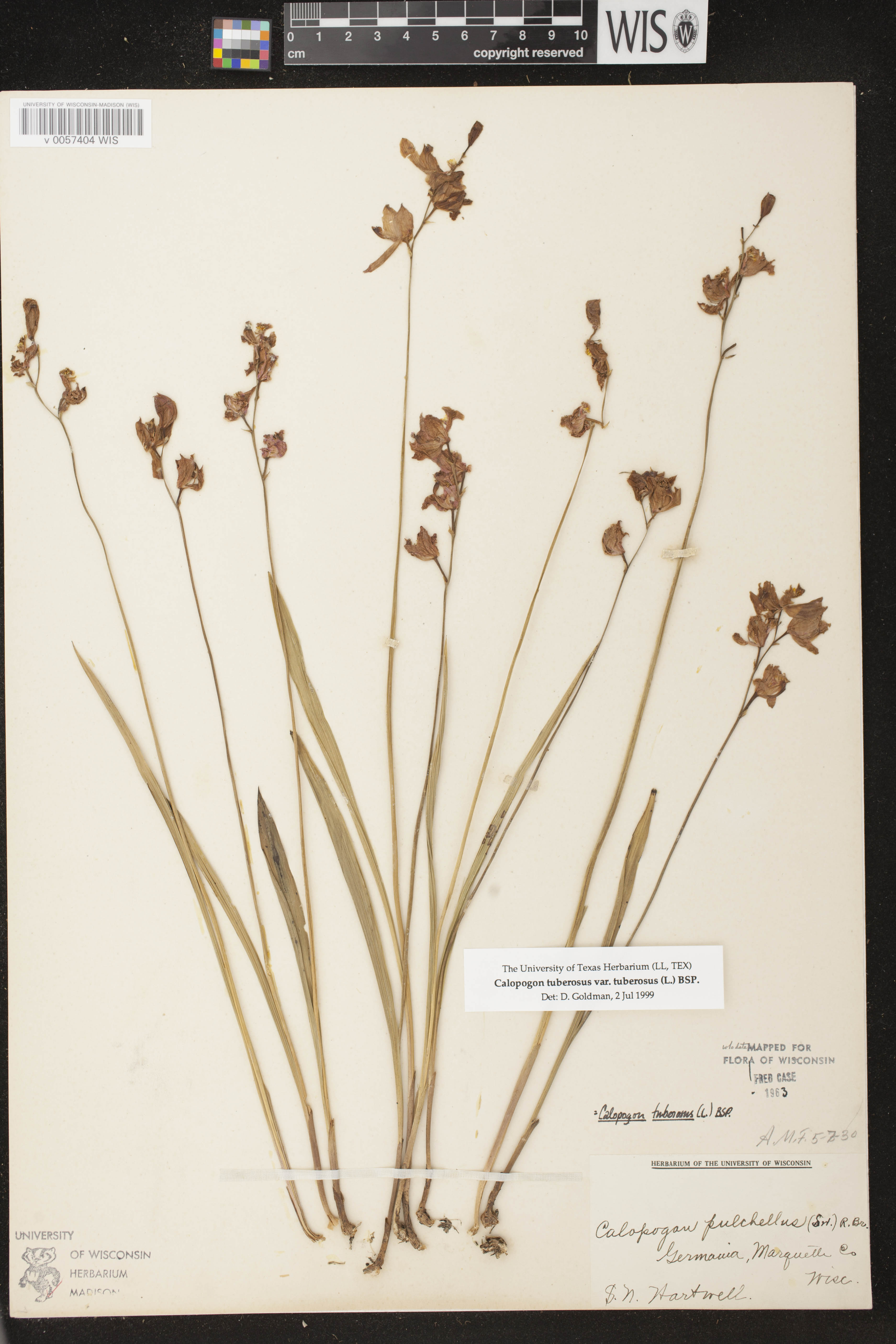 Calopogon tuberosus var. tuberosus image