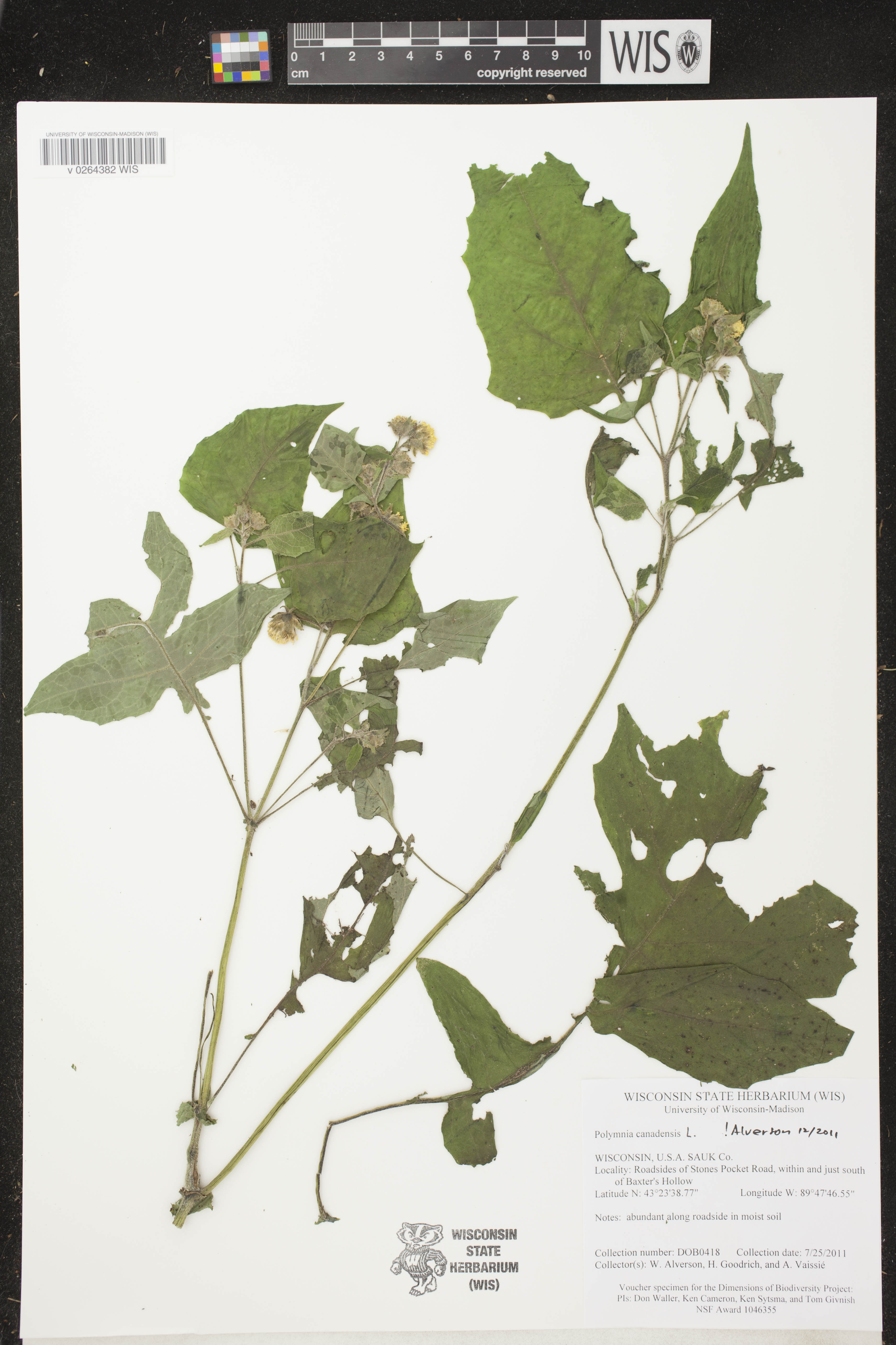 Polymnia canadensis image