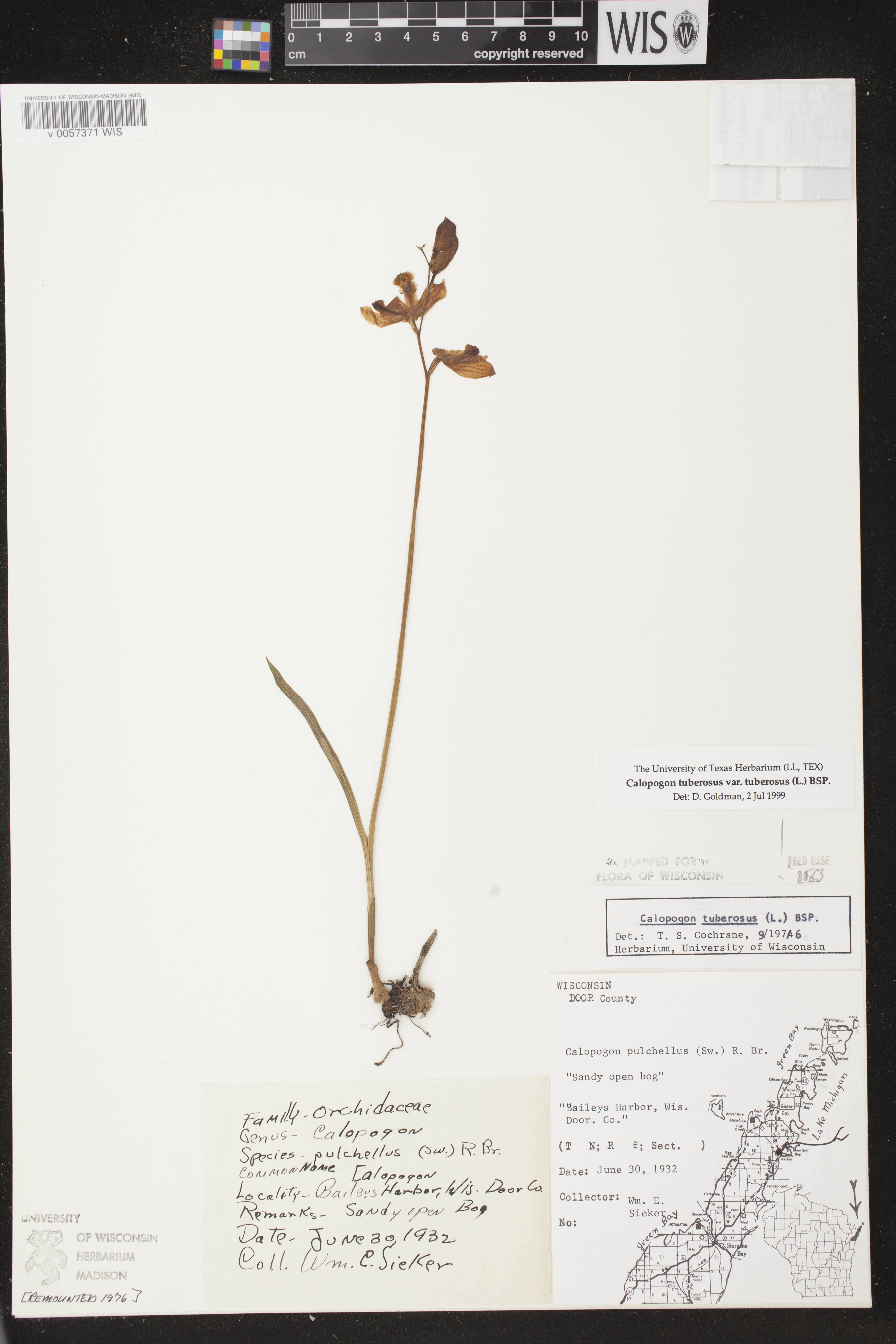 Calopogon tuberosus var. tuberosus image