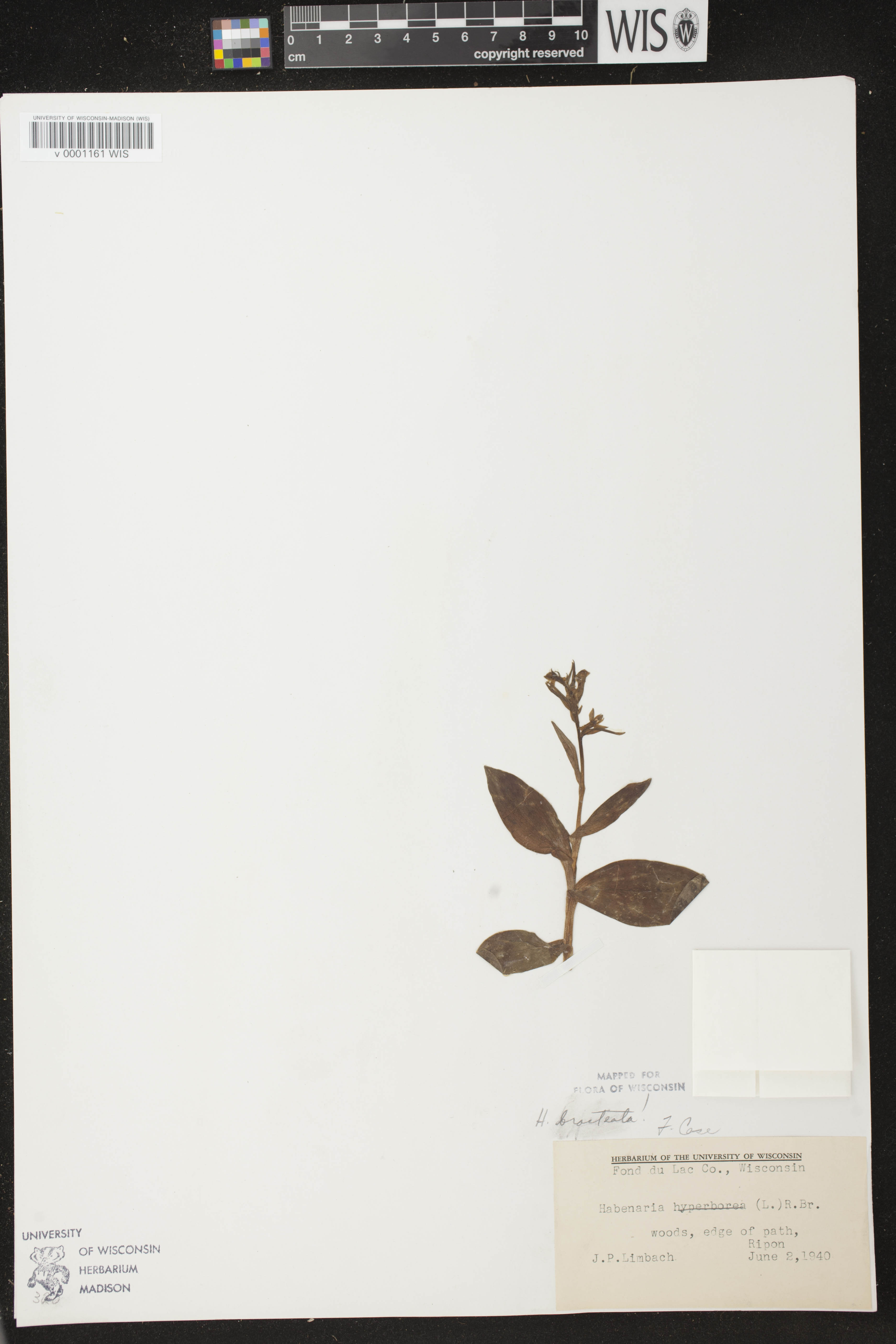 Coeloglossum viride var. virescens image