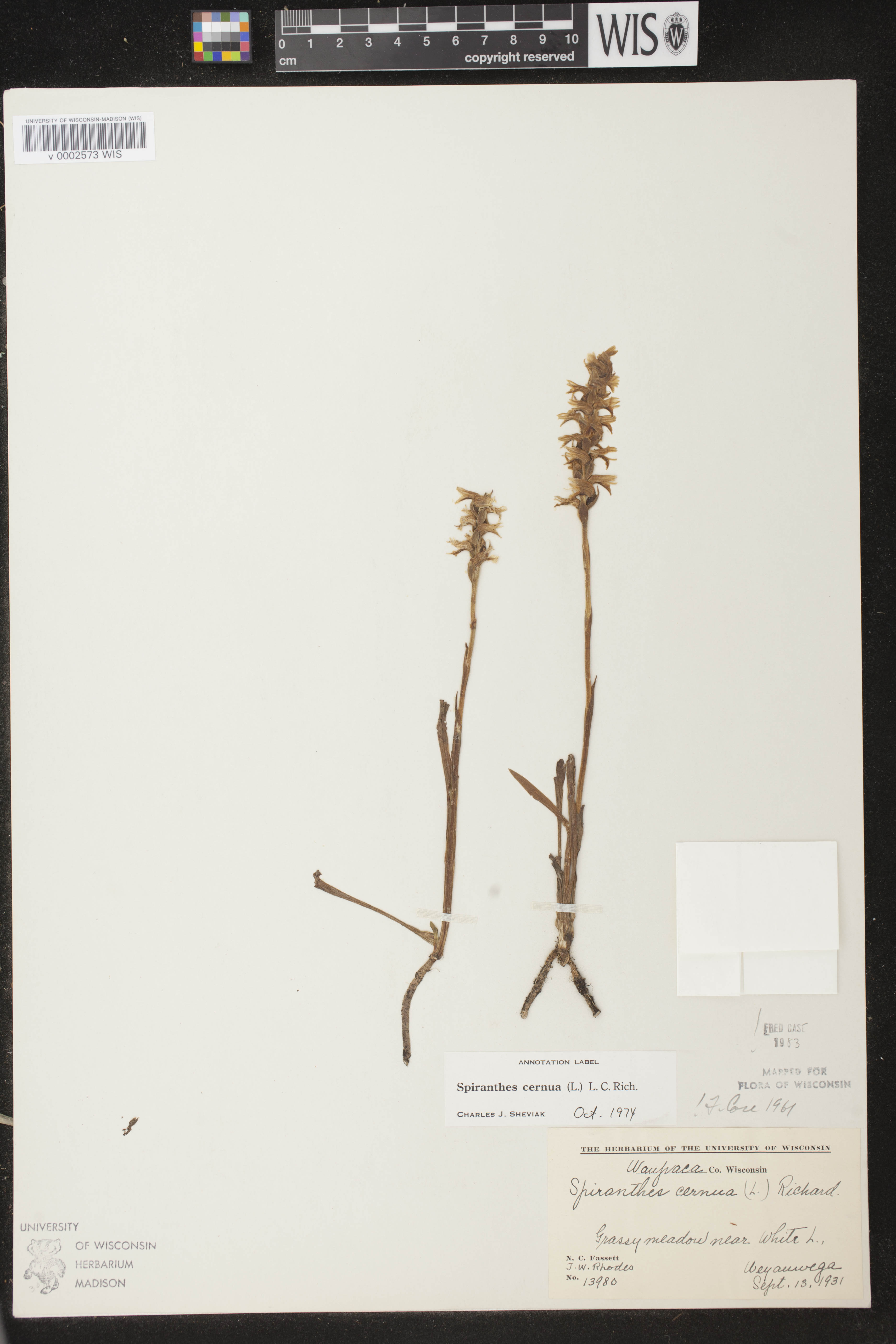 Spiranthes cernua image