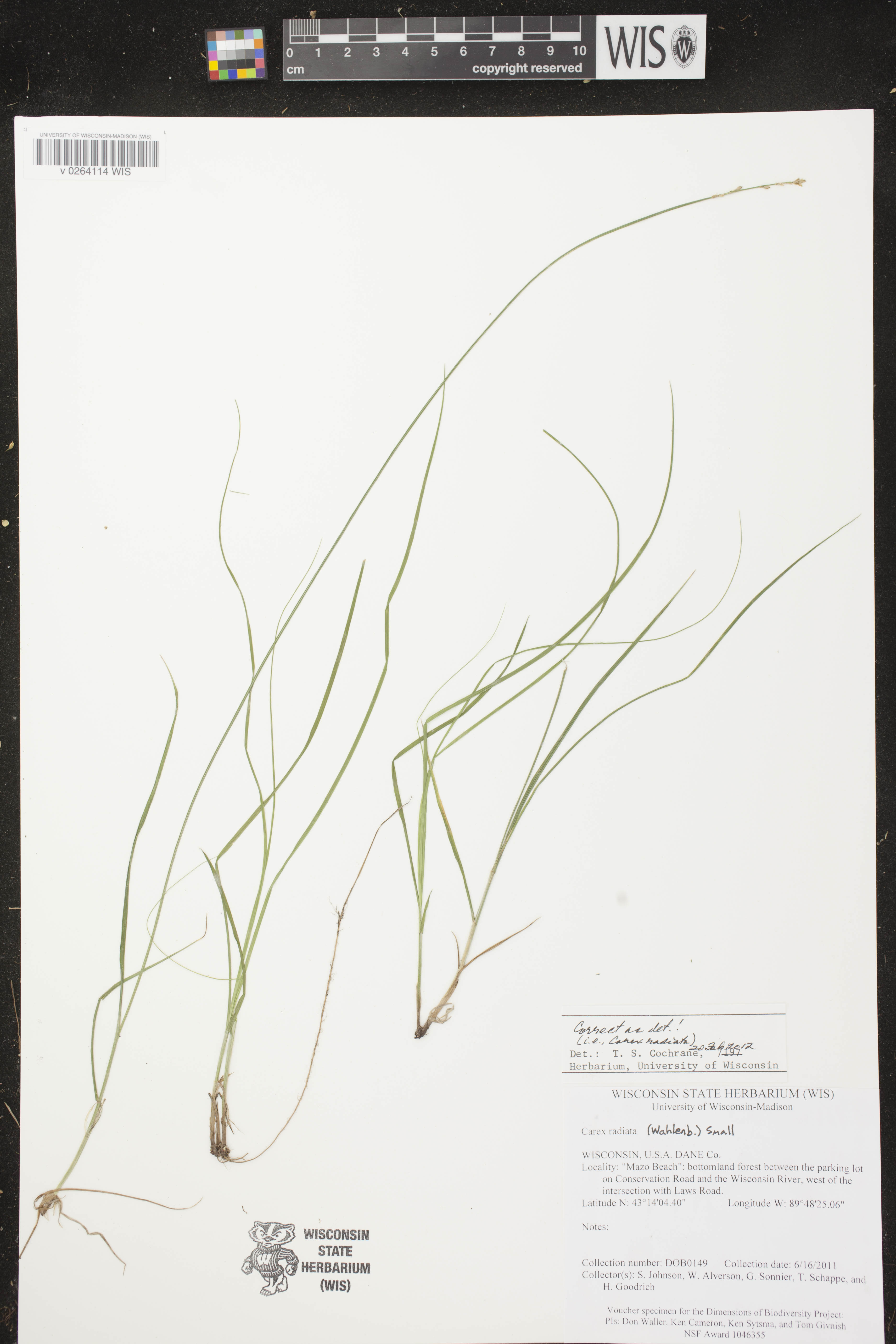 Carex radiata image
