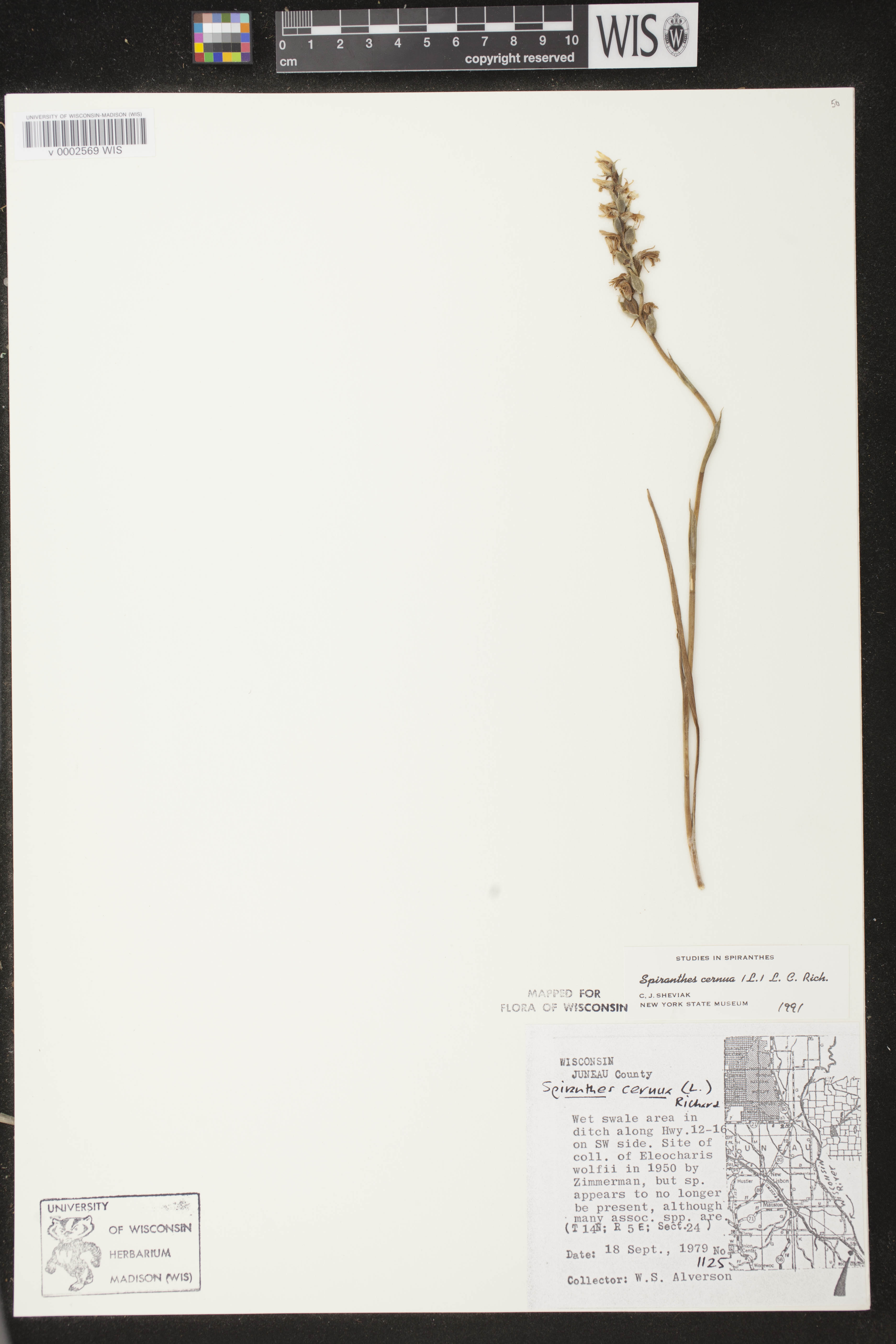 Spiranthes cernua image