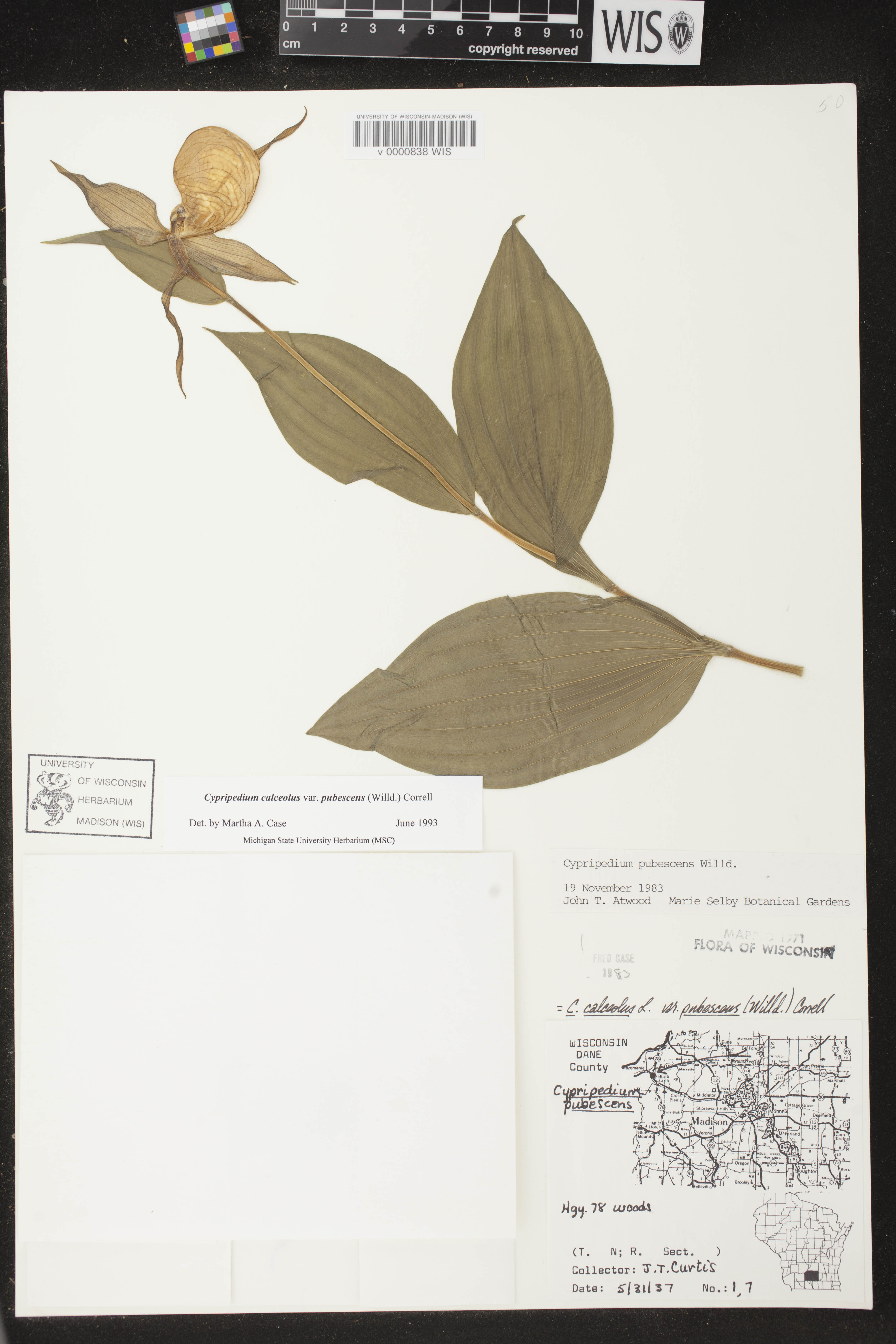 Cypripedium parviflorum image