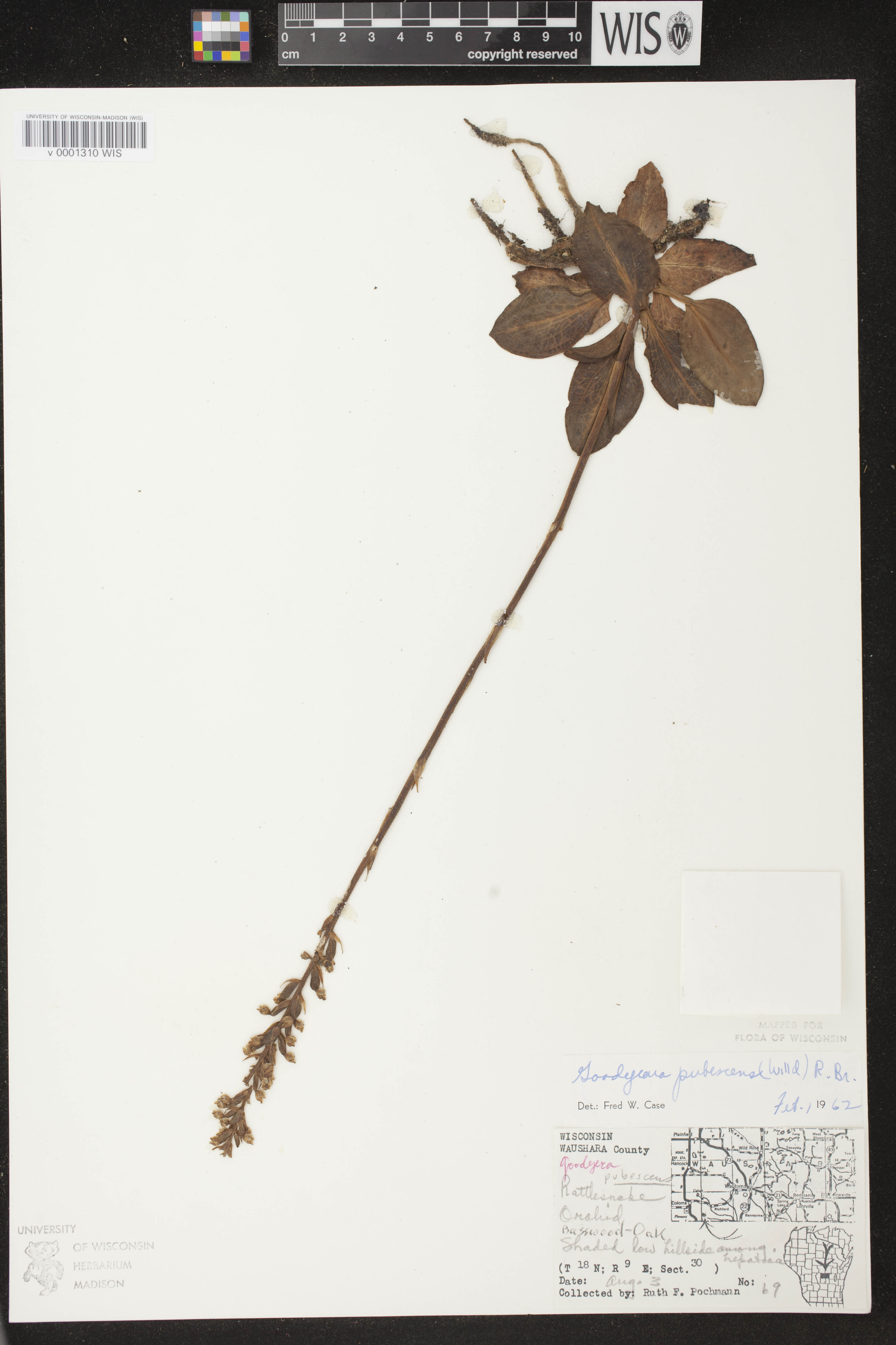 Goodyera pubescens image