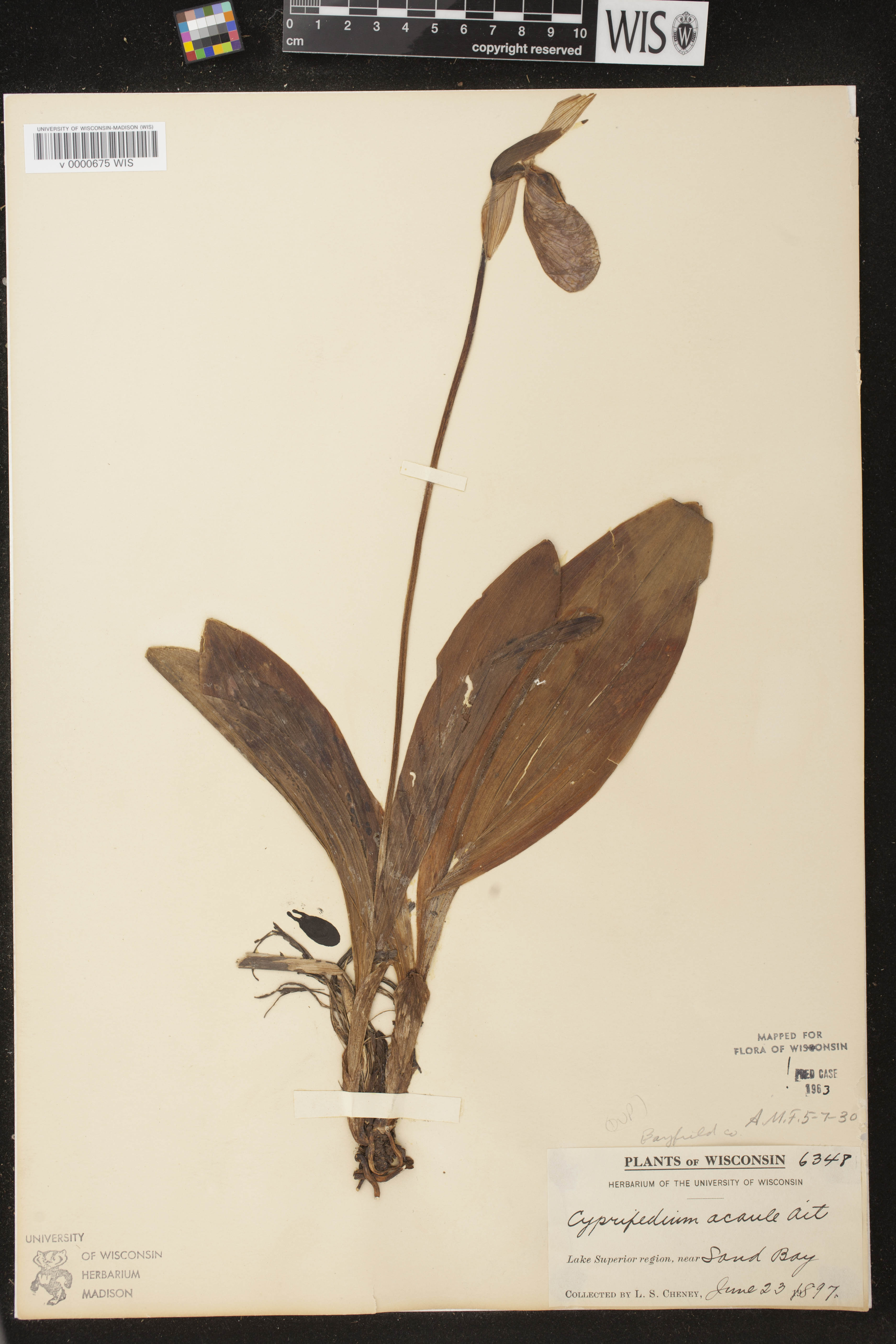 Cypripedium acaule image