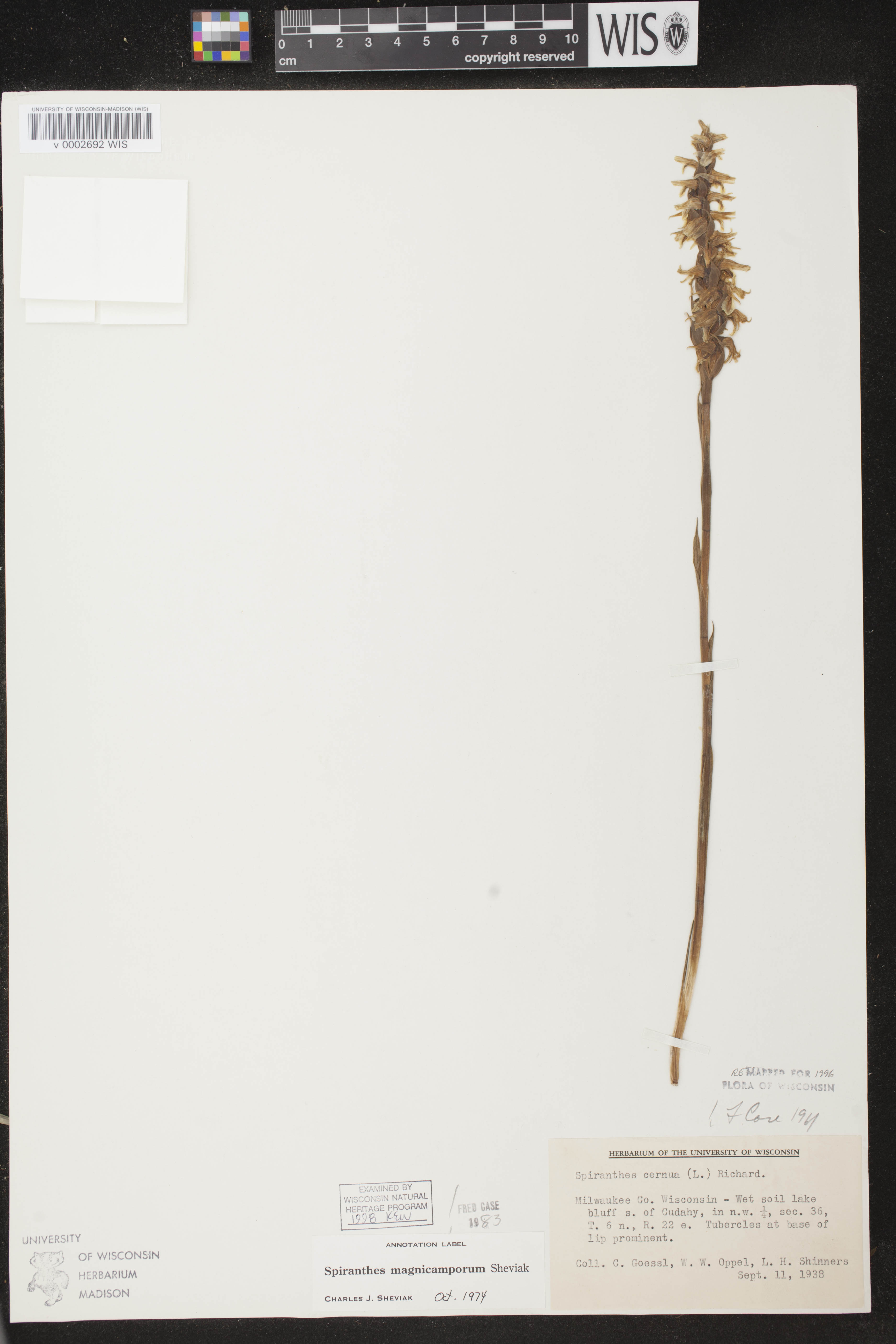 Spiranthes magnicamporum image