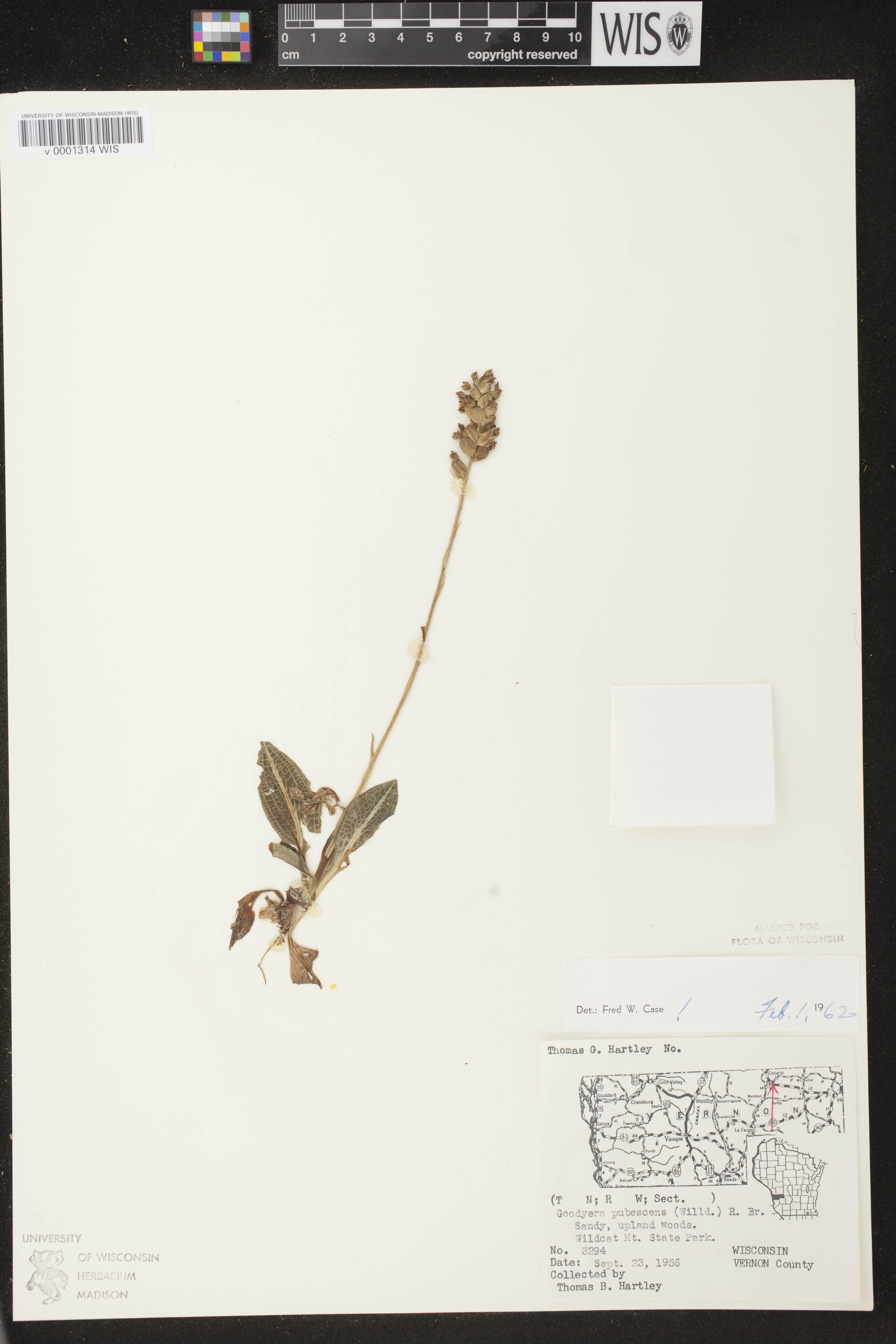 Goodyera pubescens image