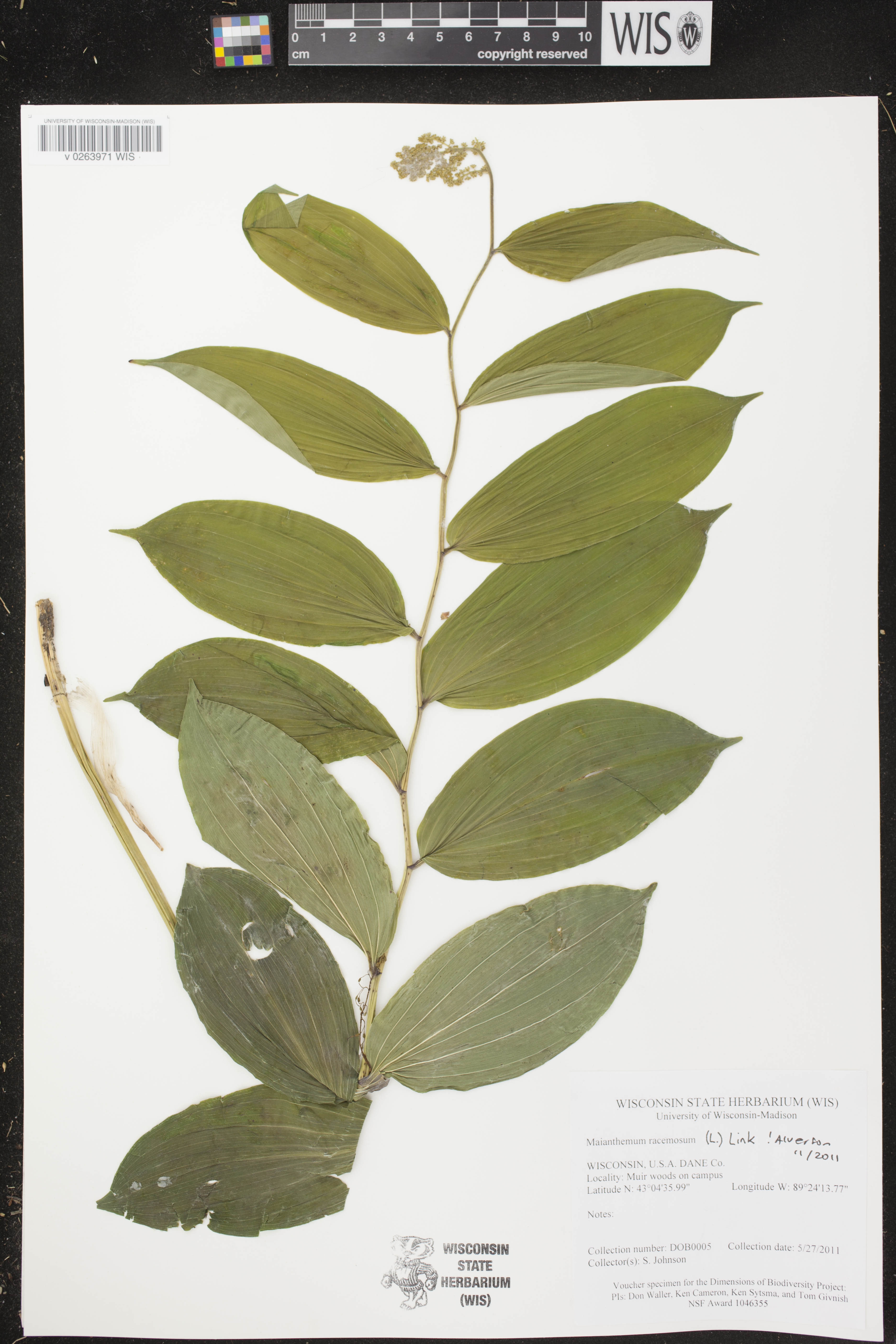 Maianthemum racemosum image