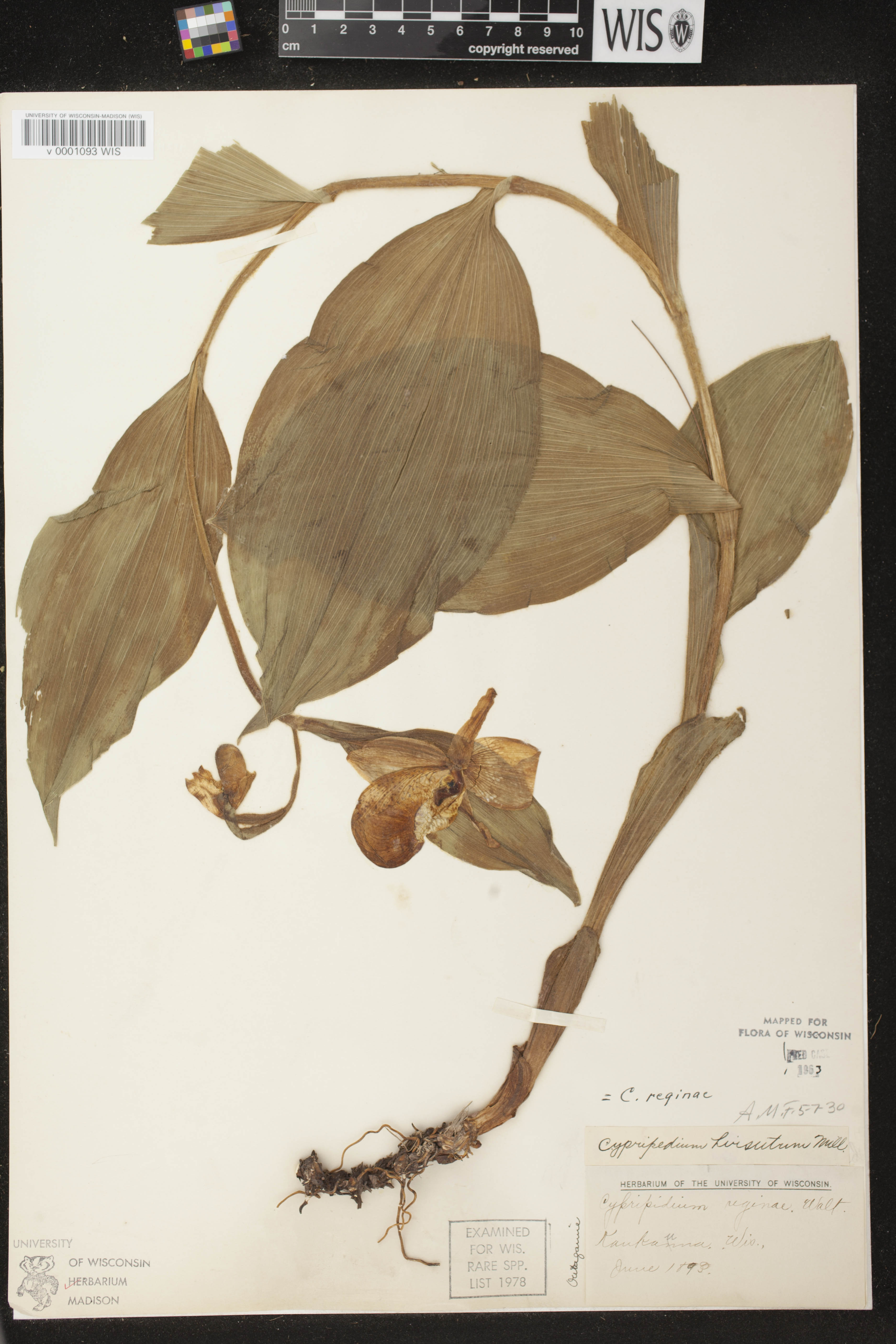 Cypripedium reginae image