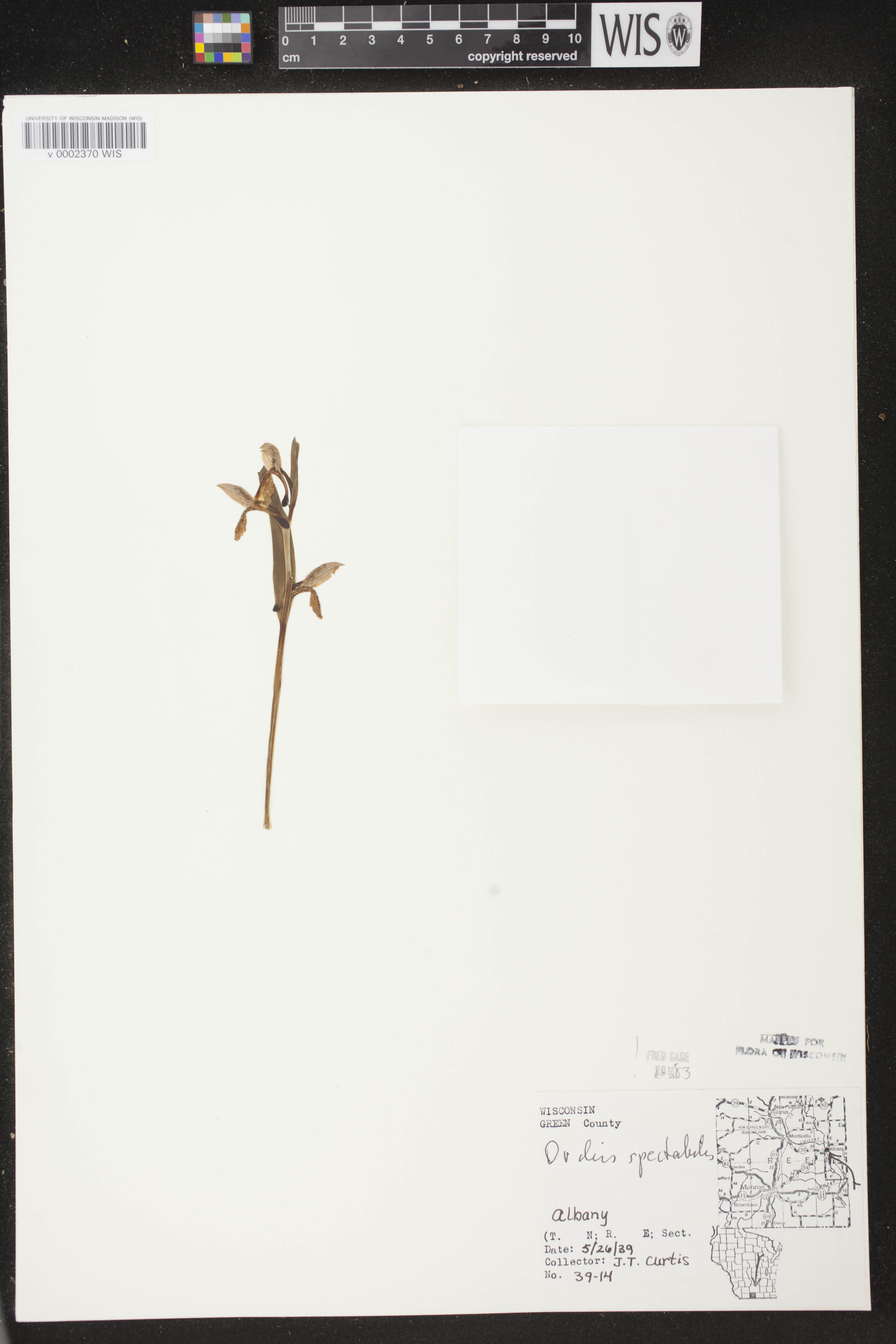 Galearis spectabilis image