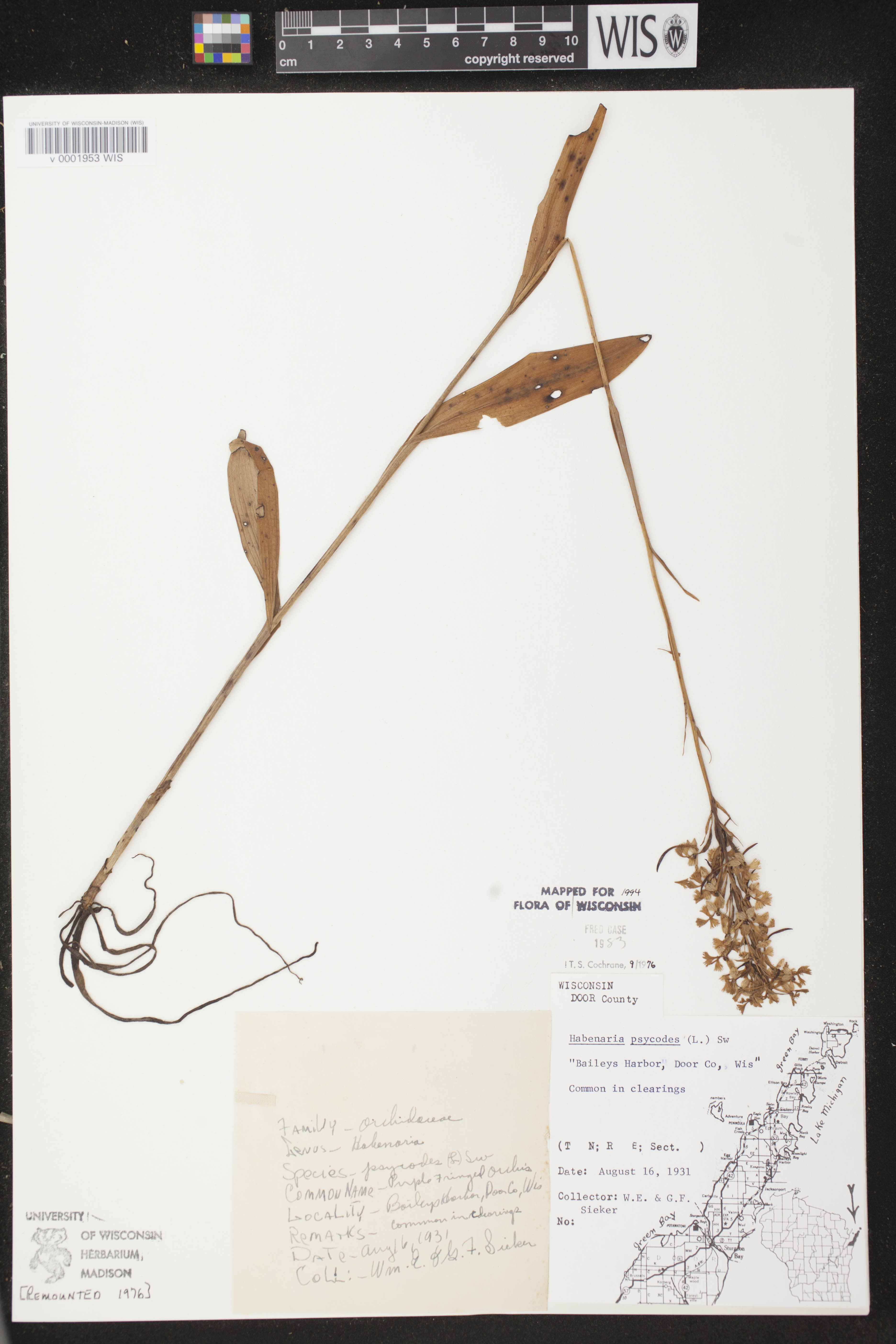 Platanthera psycodes image