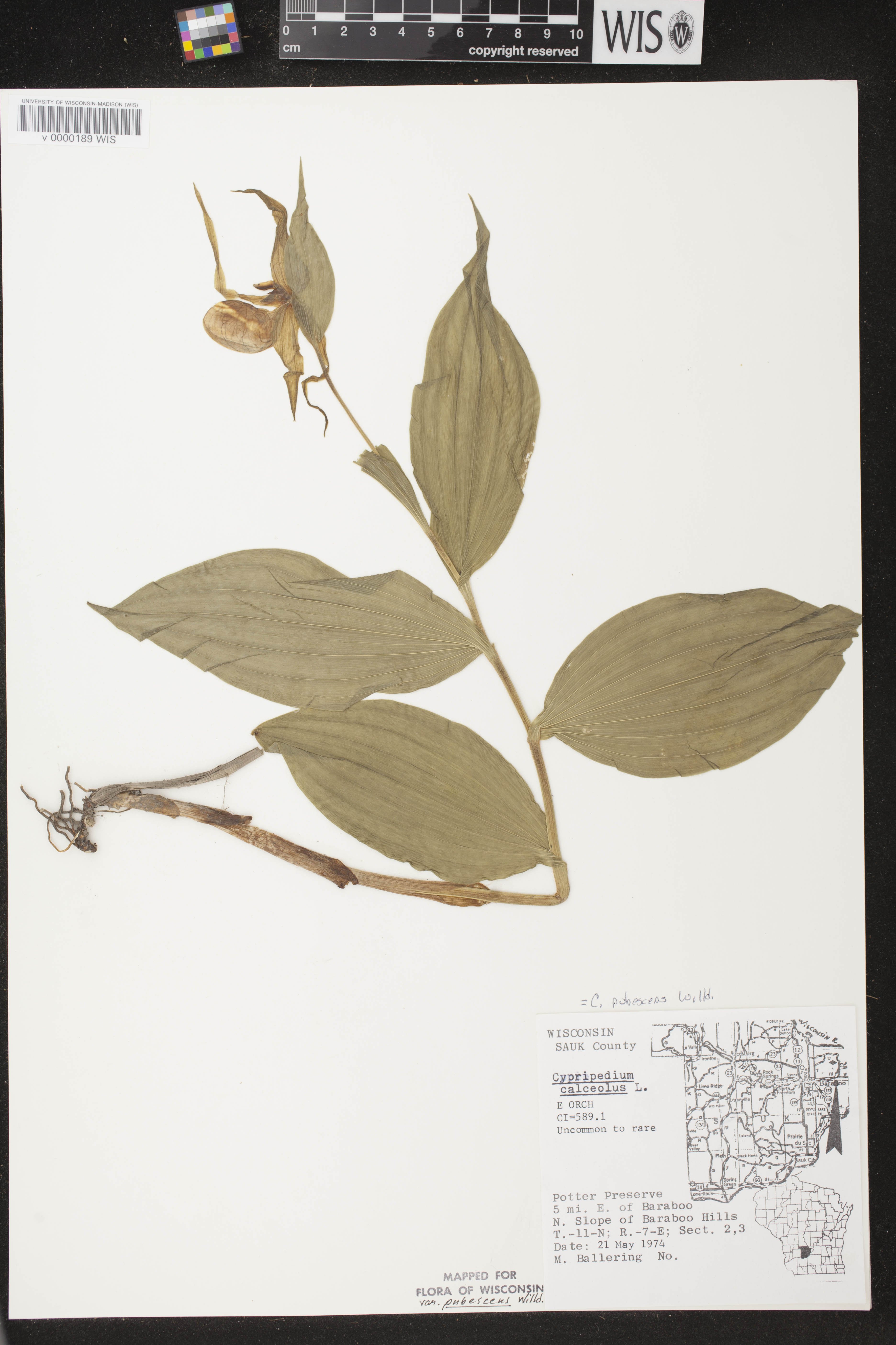 Cypripedium parviflorum var. pubescens image