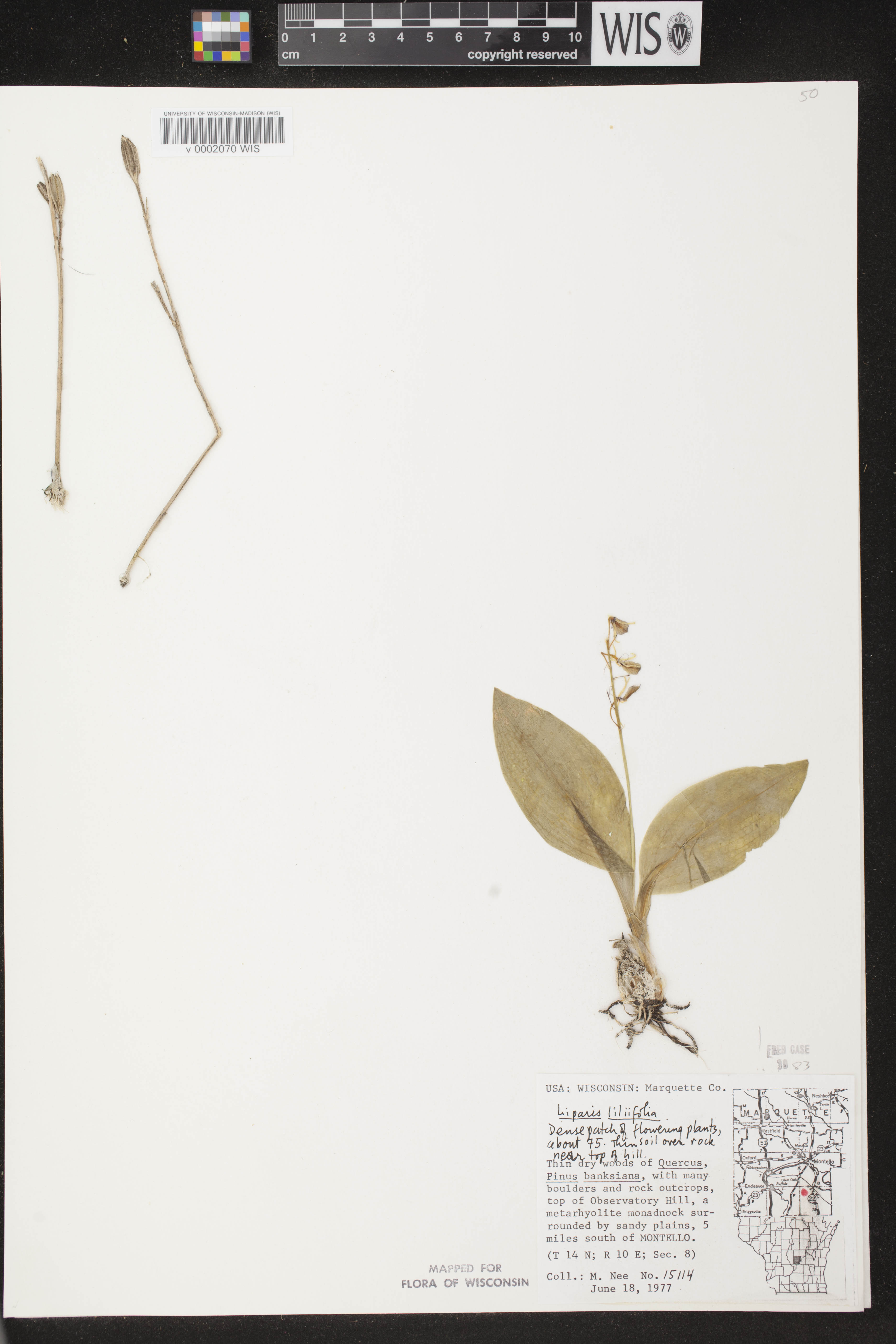 Liparis liliifolia image