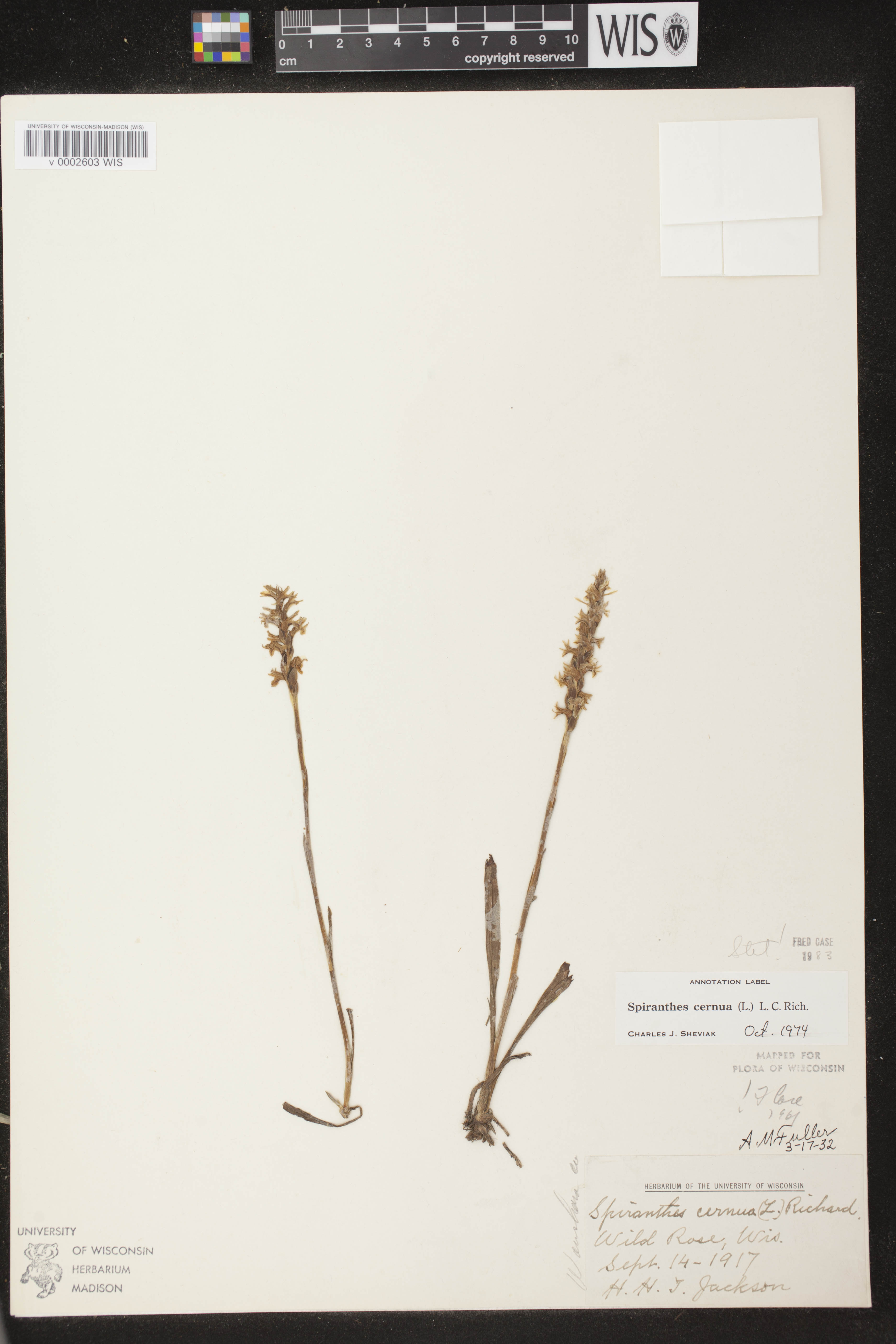Spiranthes cernua image