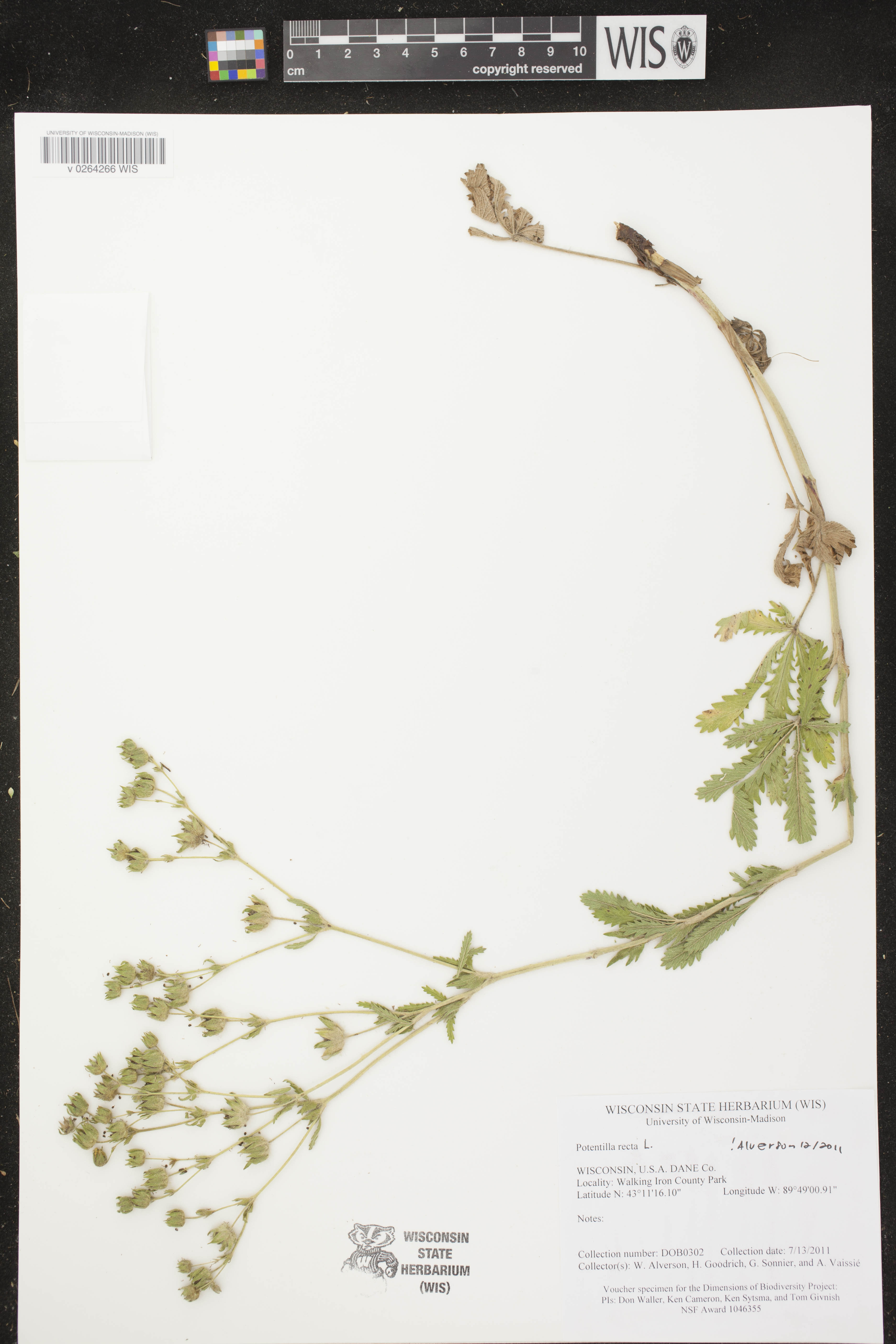 Potentilla recta image