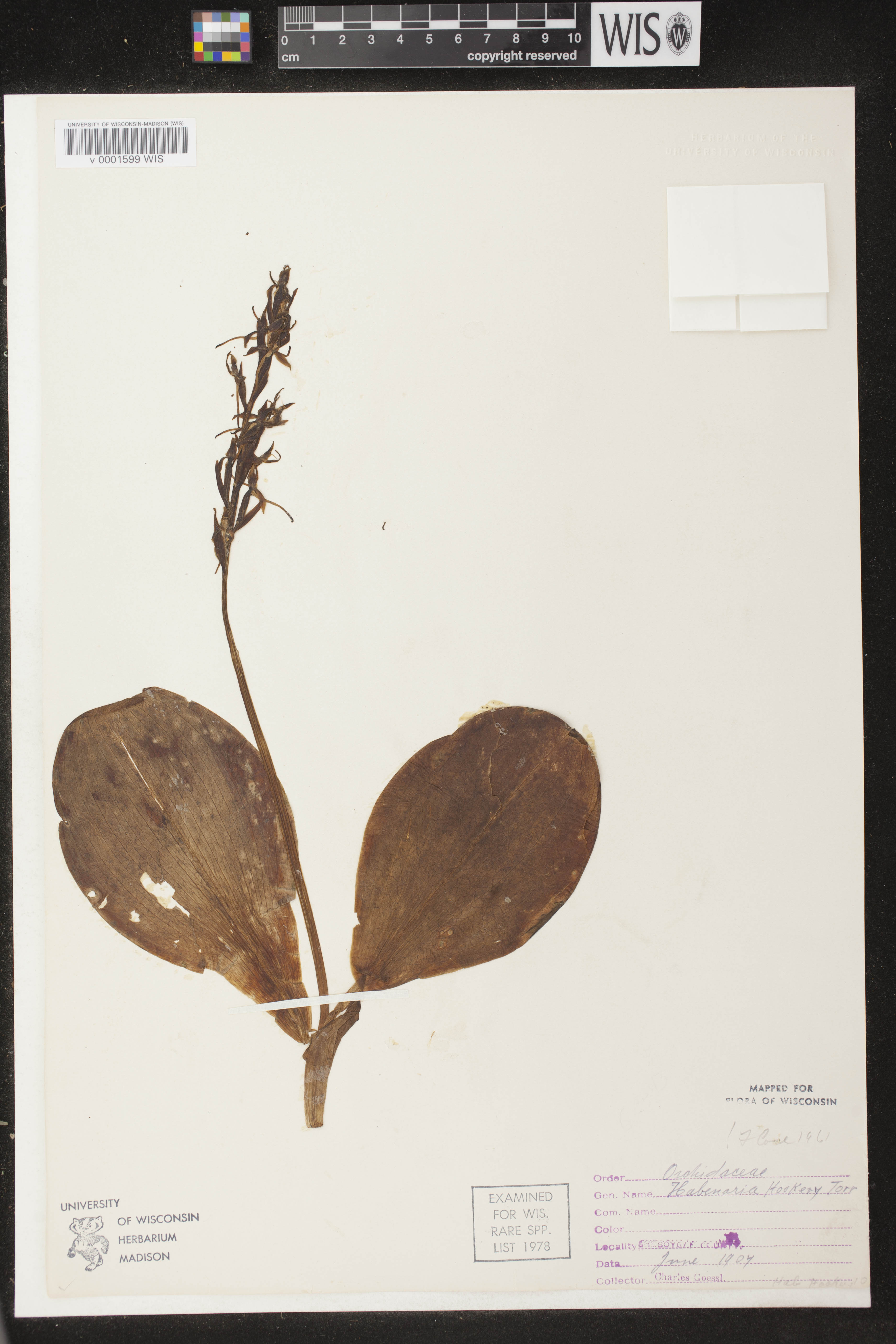 Platanthera hookeri image