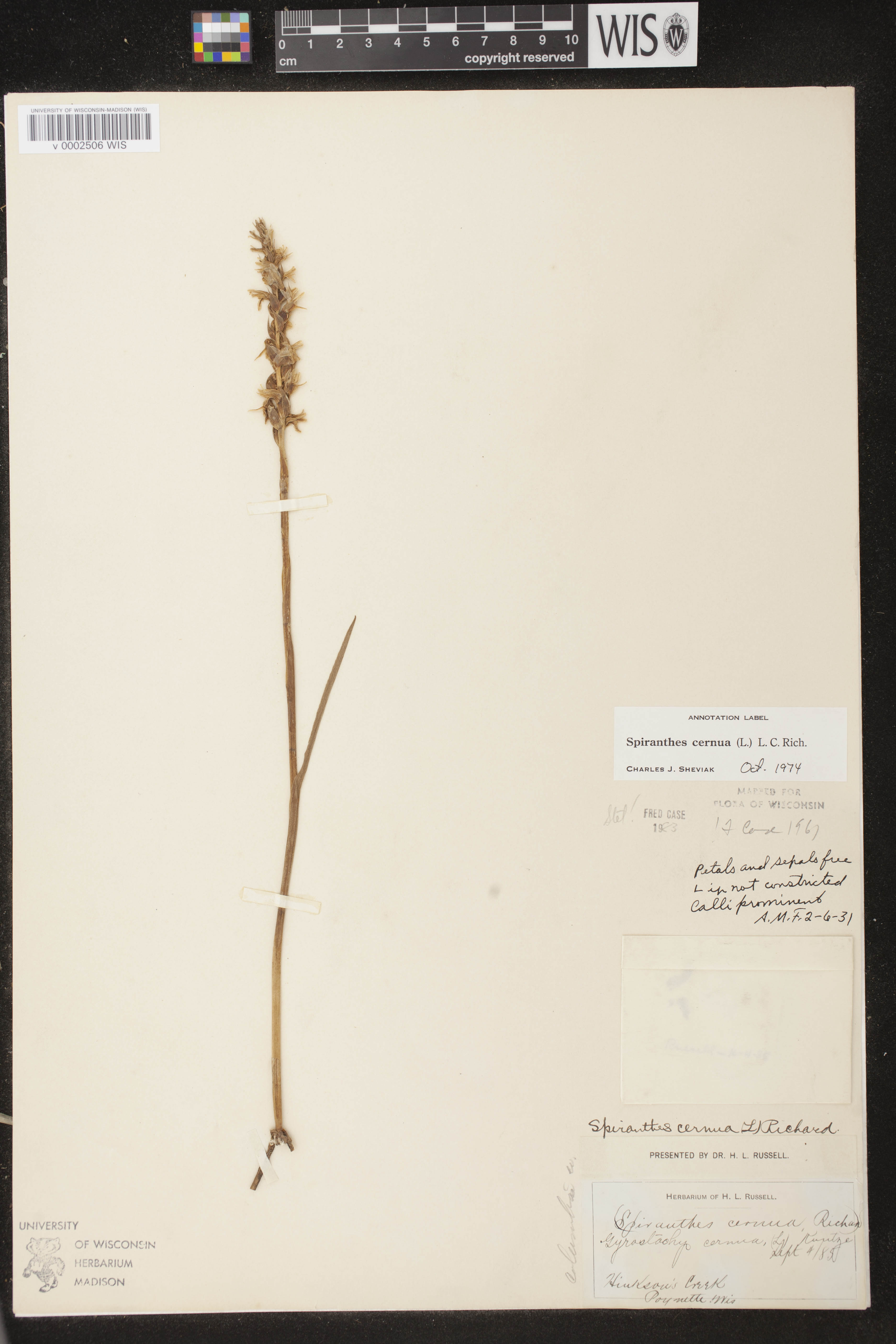 Spiranthes cernua image