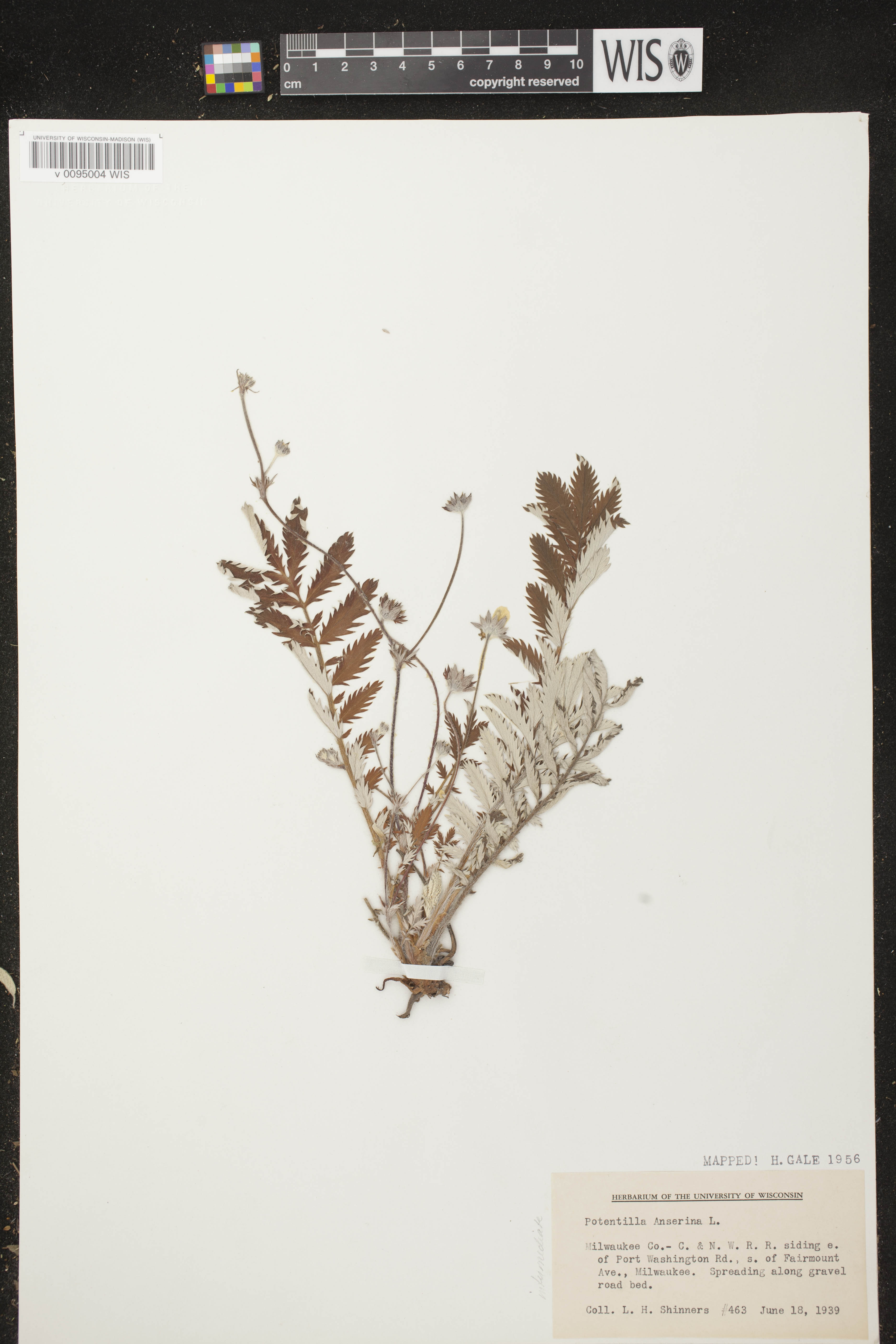 Potentilla anserina subsp. anserina image