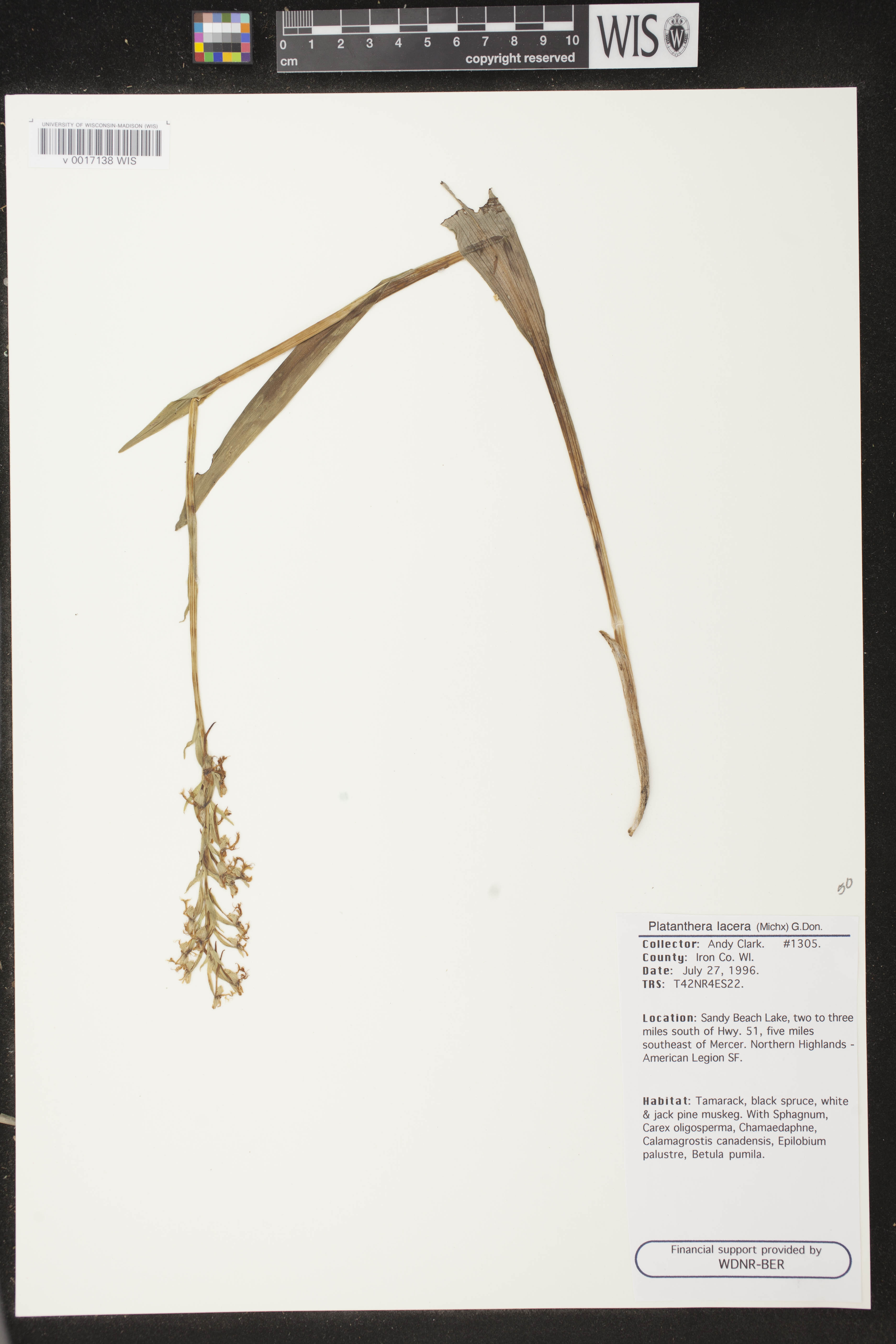 Platanthera lacera image