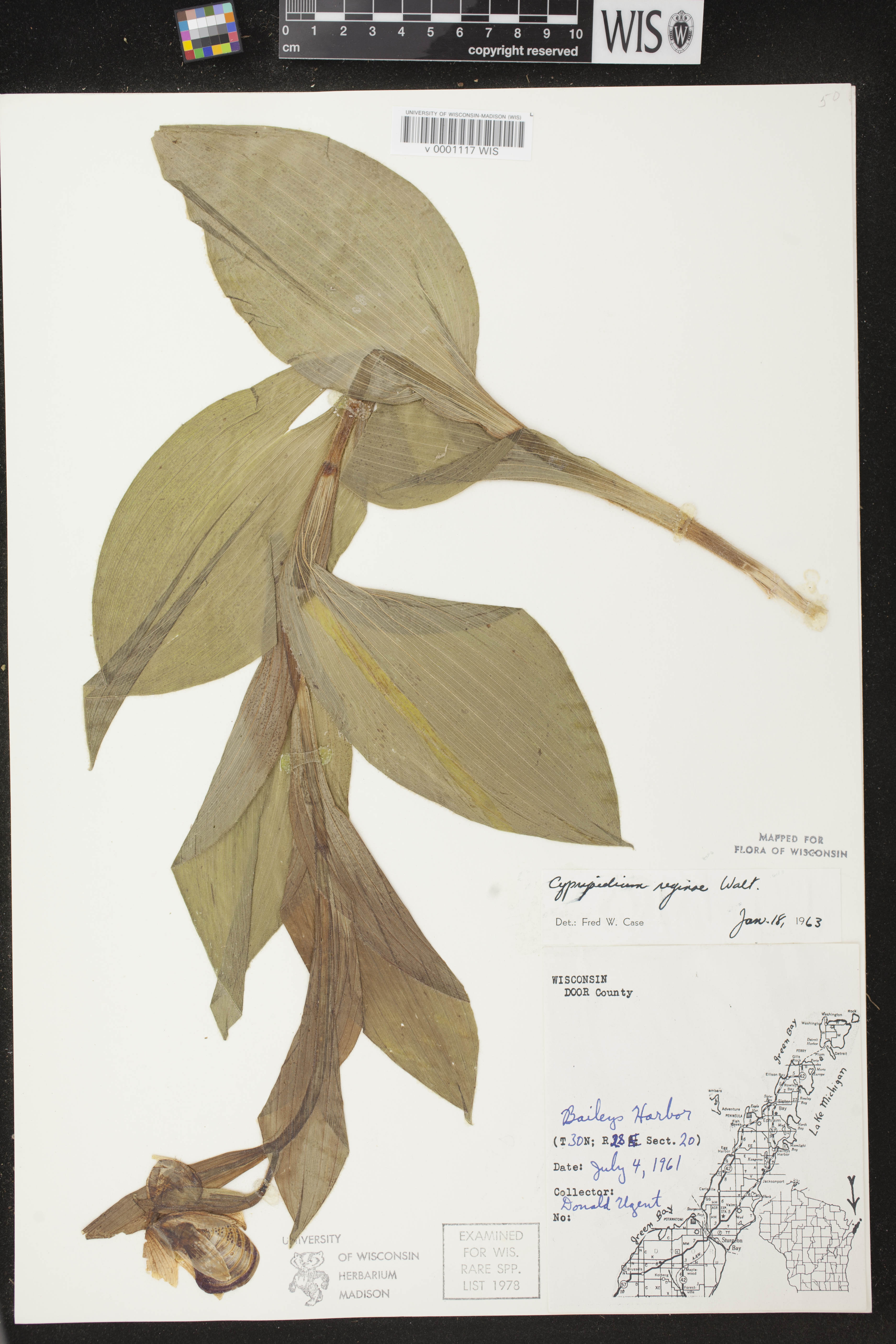 Cypripedium reginae image