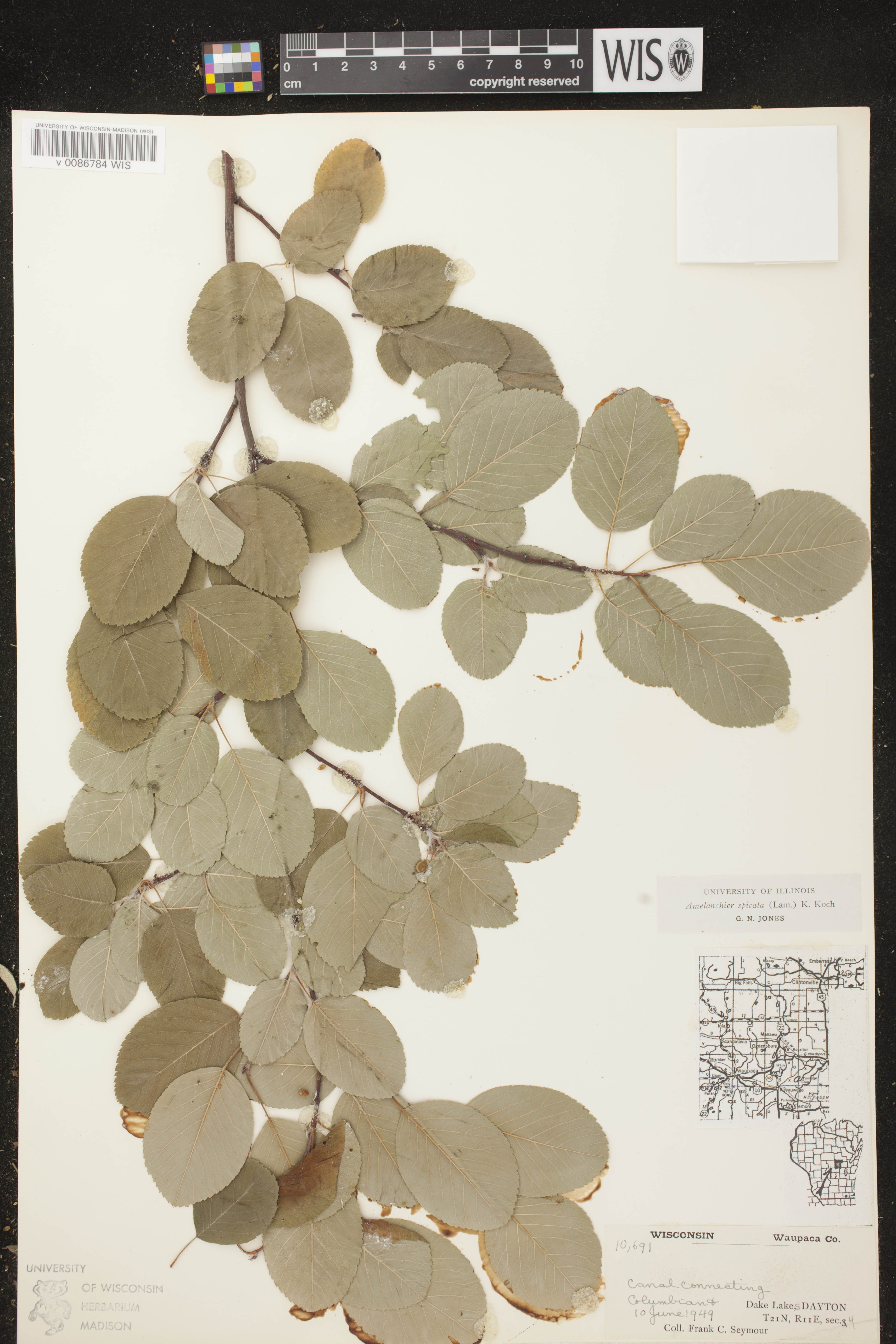 Amelanchier spicata image