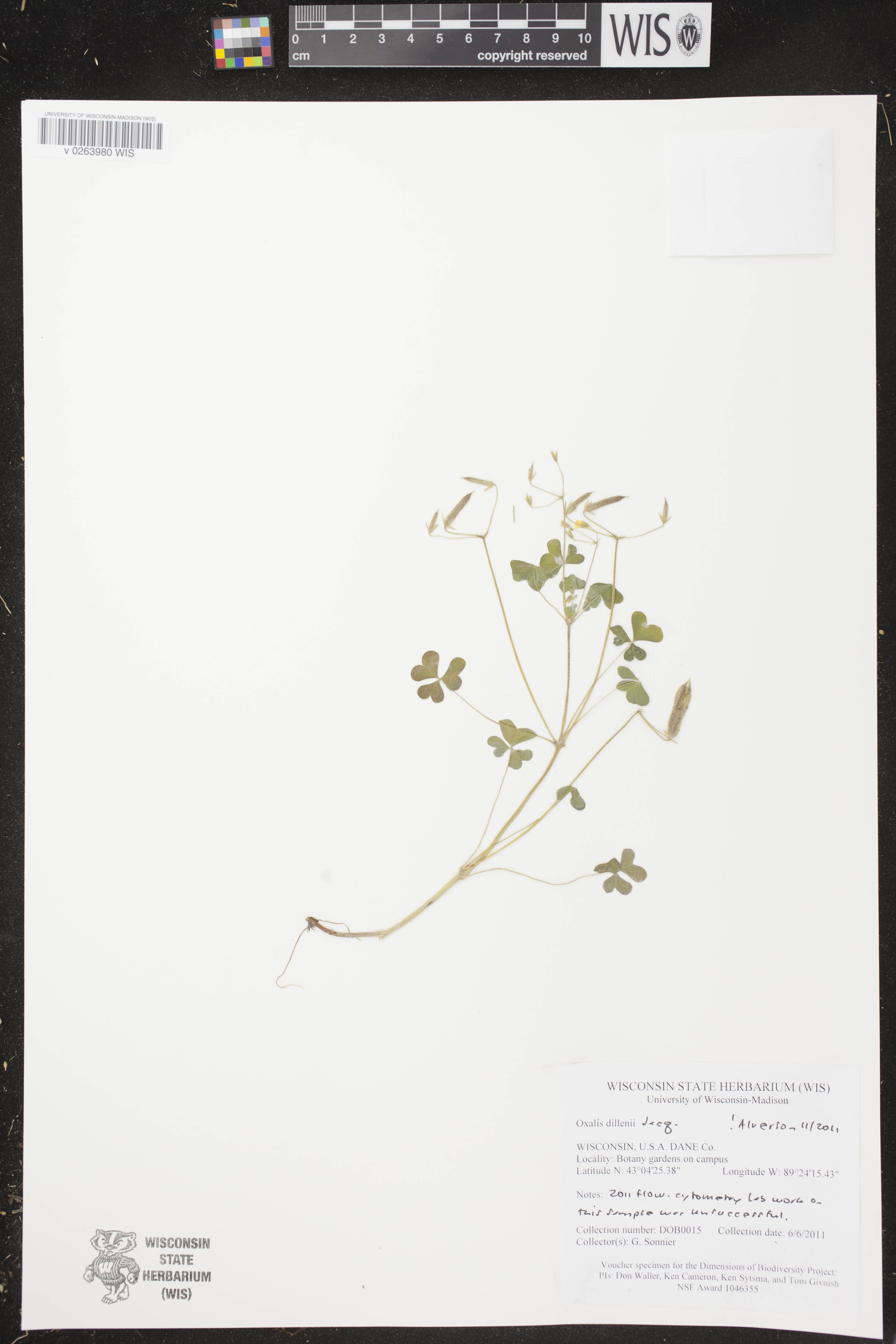 Oxalis dillenii image