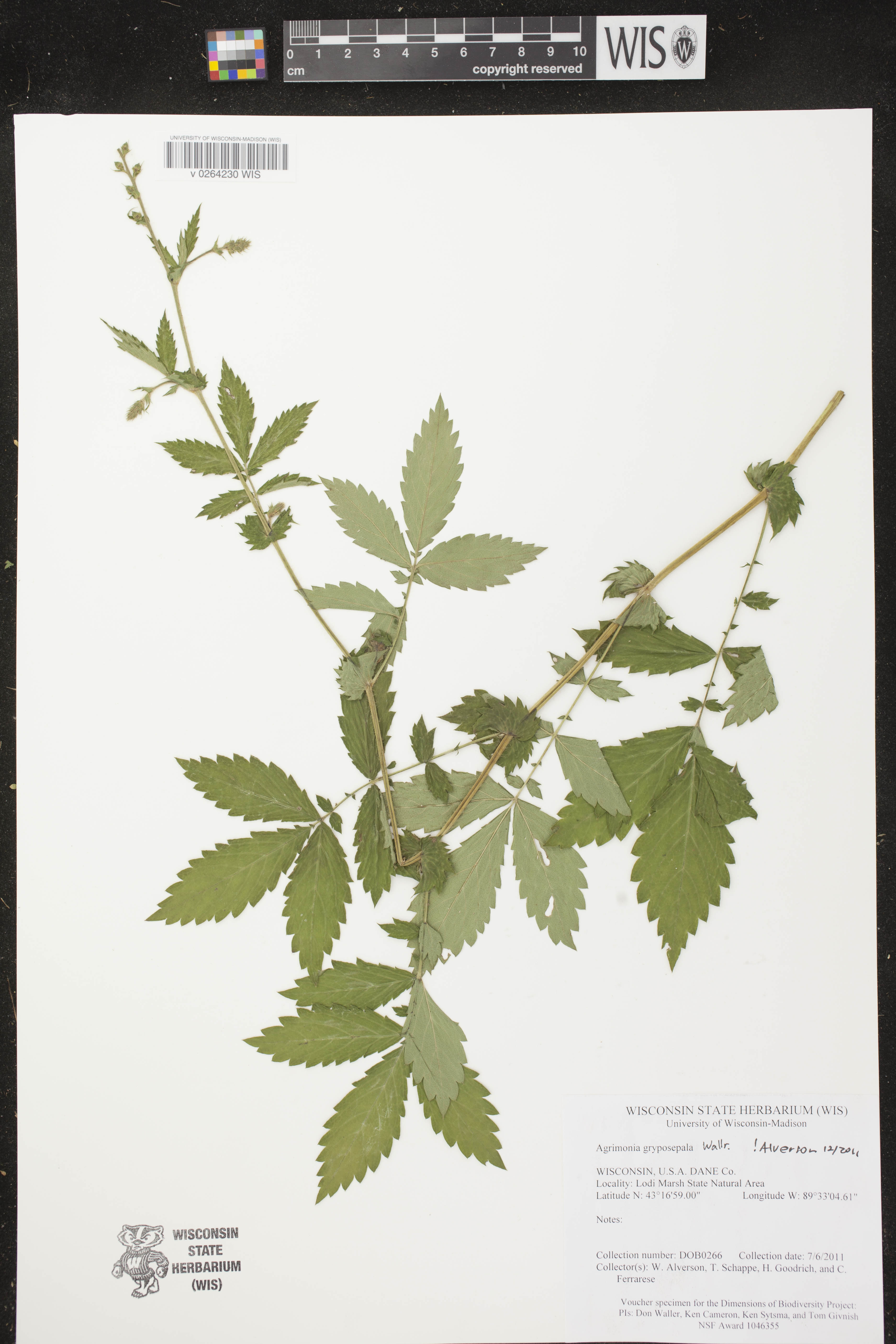 Agrimonia gryposepala image