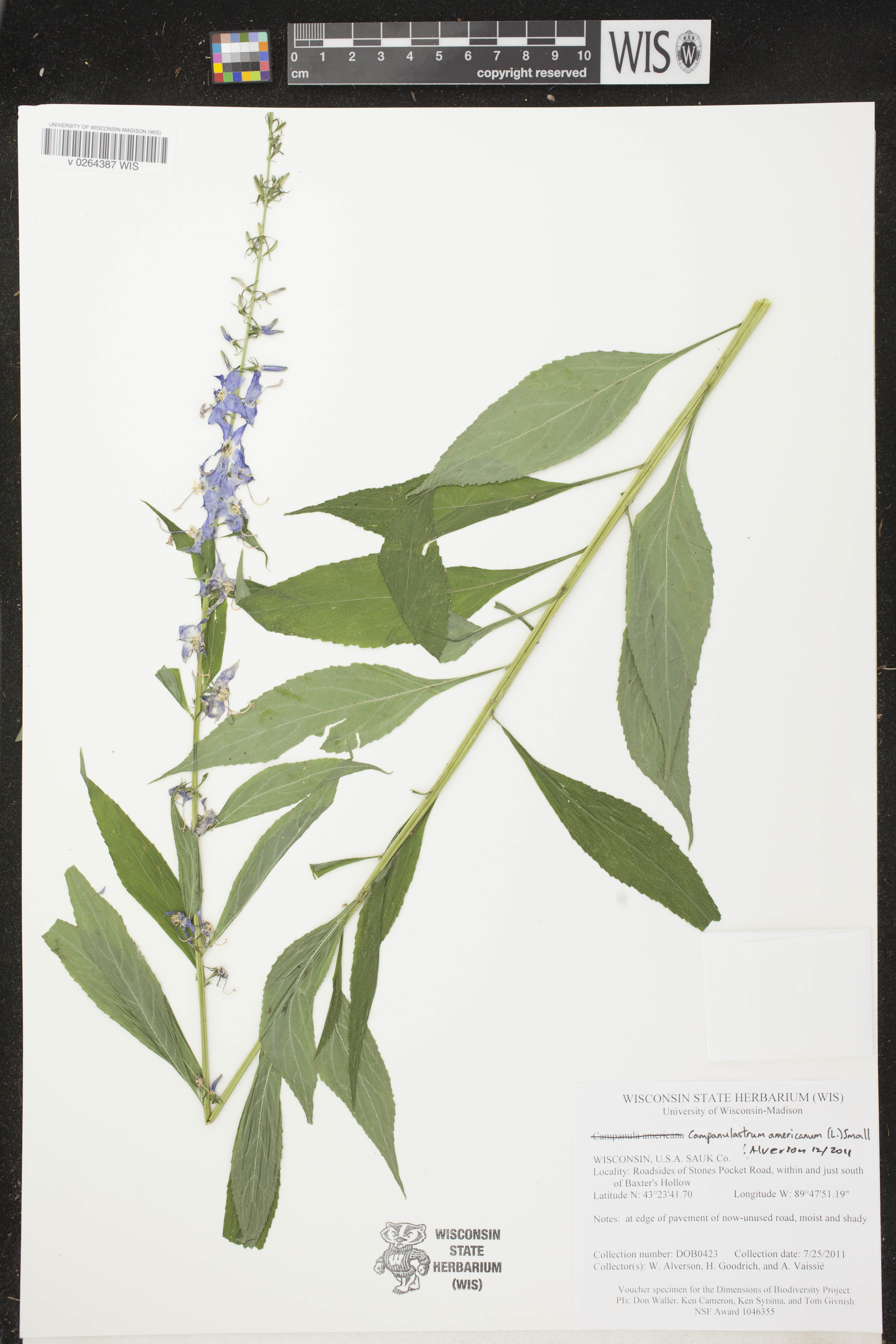 Campanulastrum americanum image