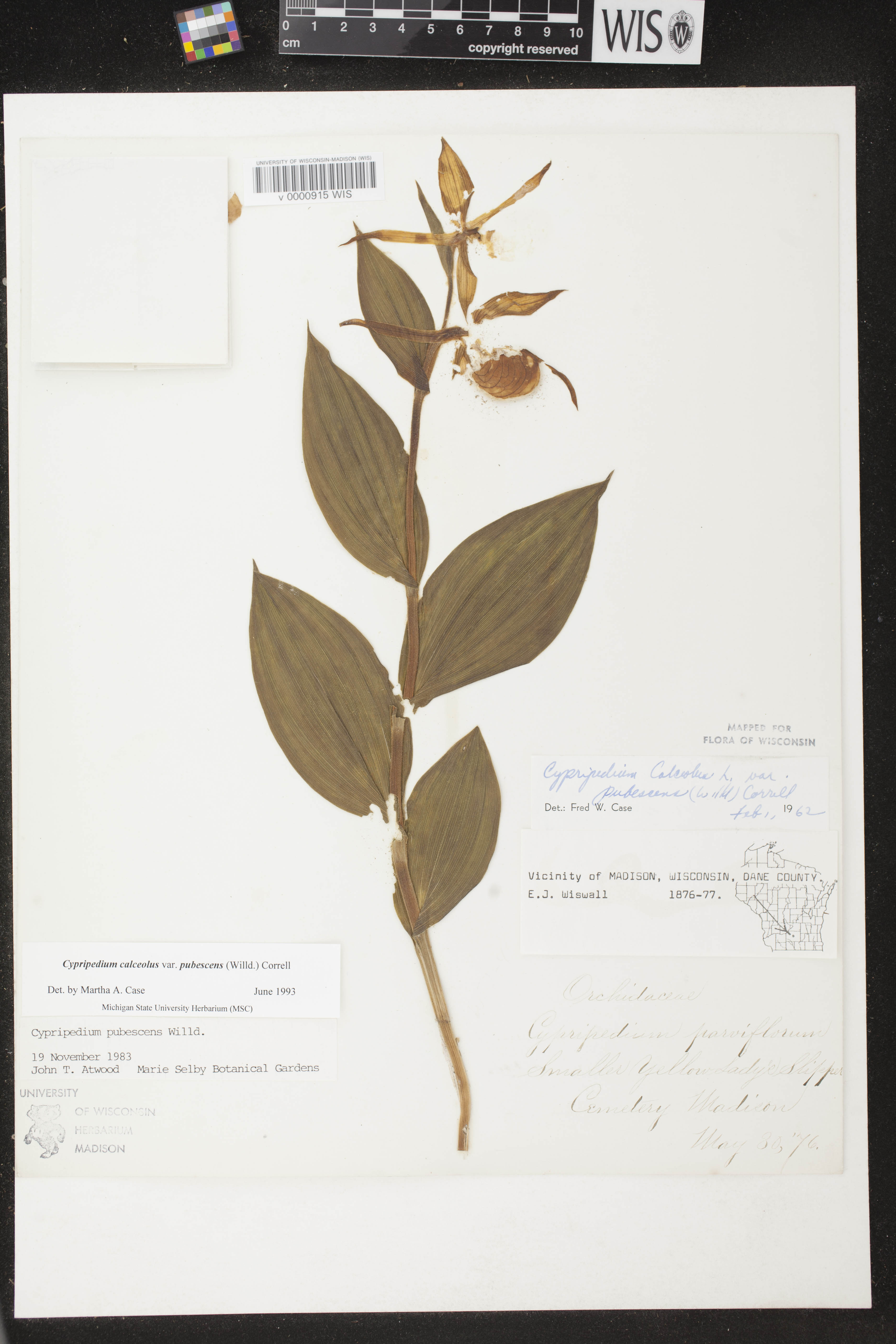 Cypripedium parviflorum image